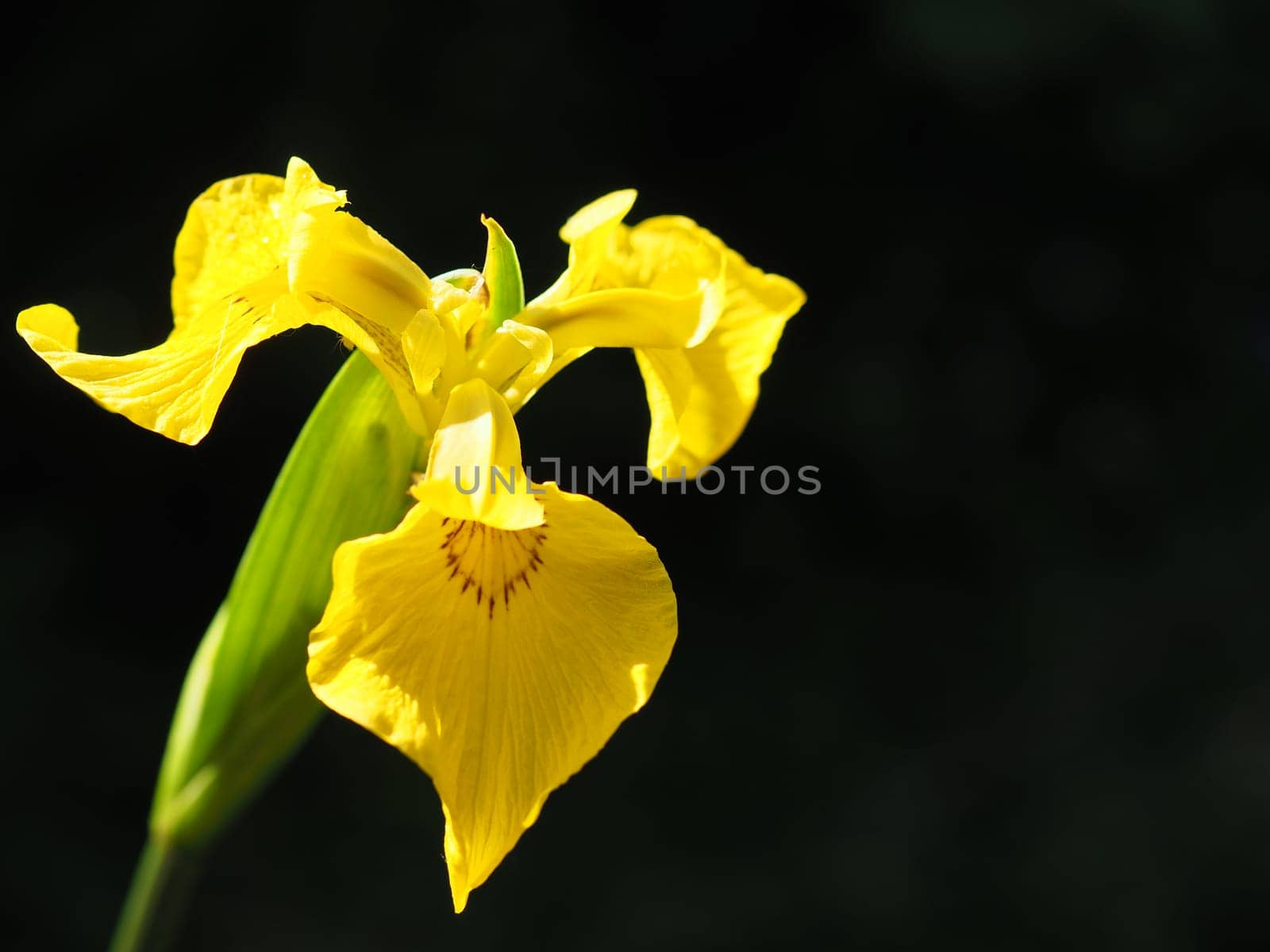 Swamp Sword Lily