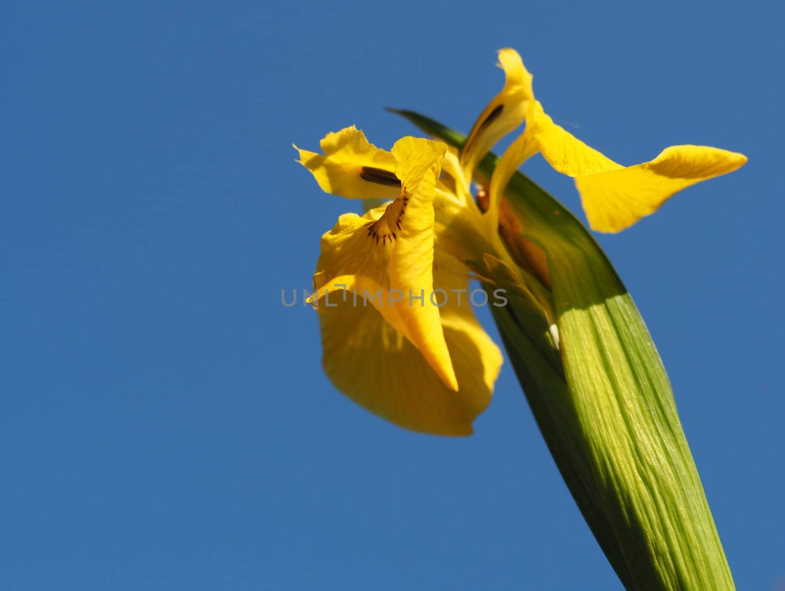 Swamp Sword Lily