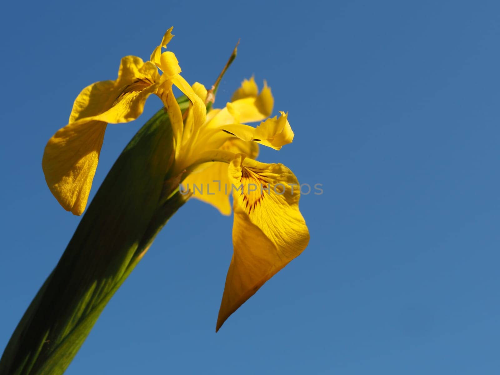 Swamp Sword Lily