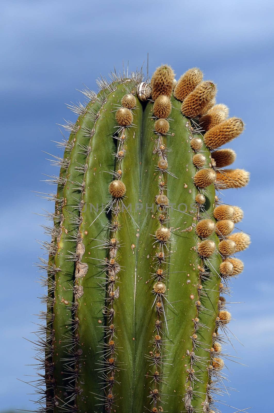 Cactus