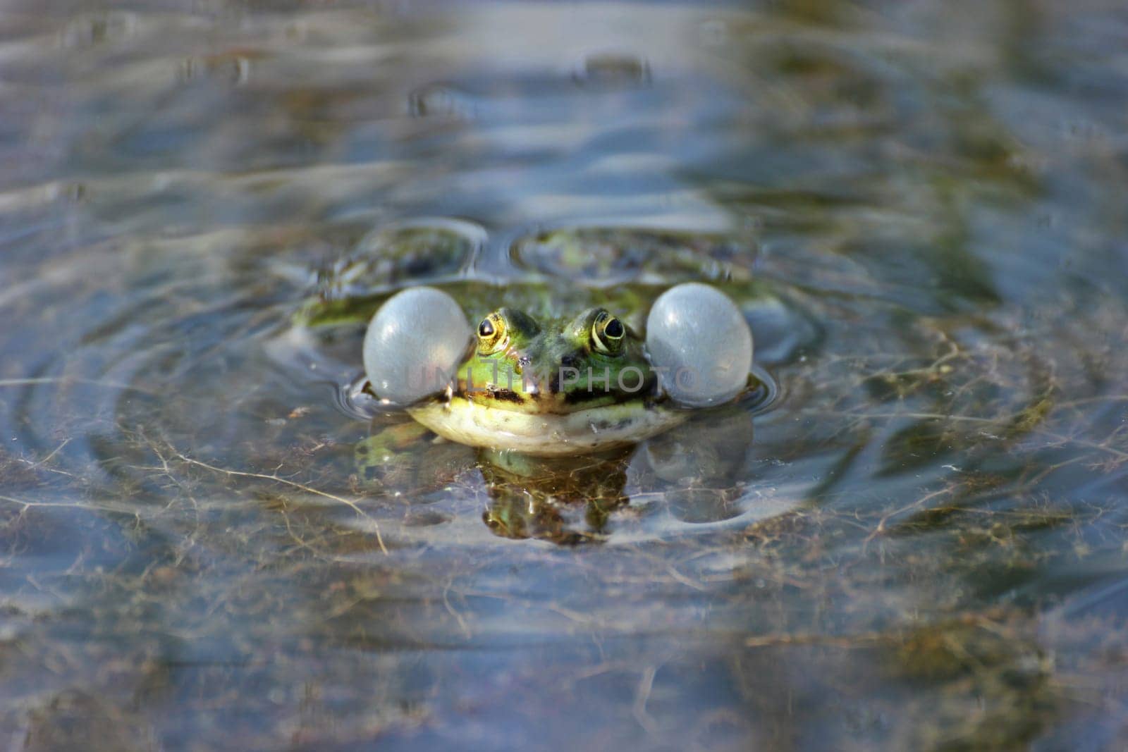 Quakender pond frog with sound bubbles