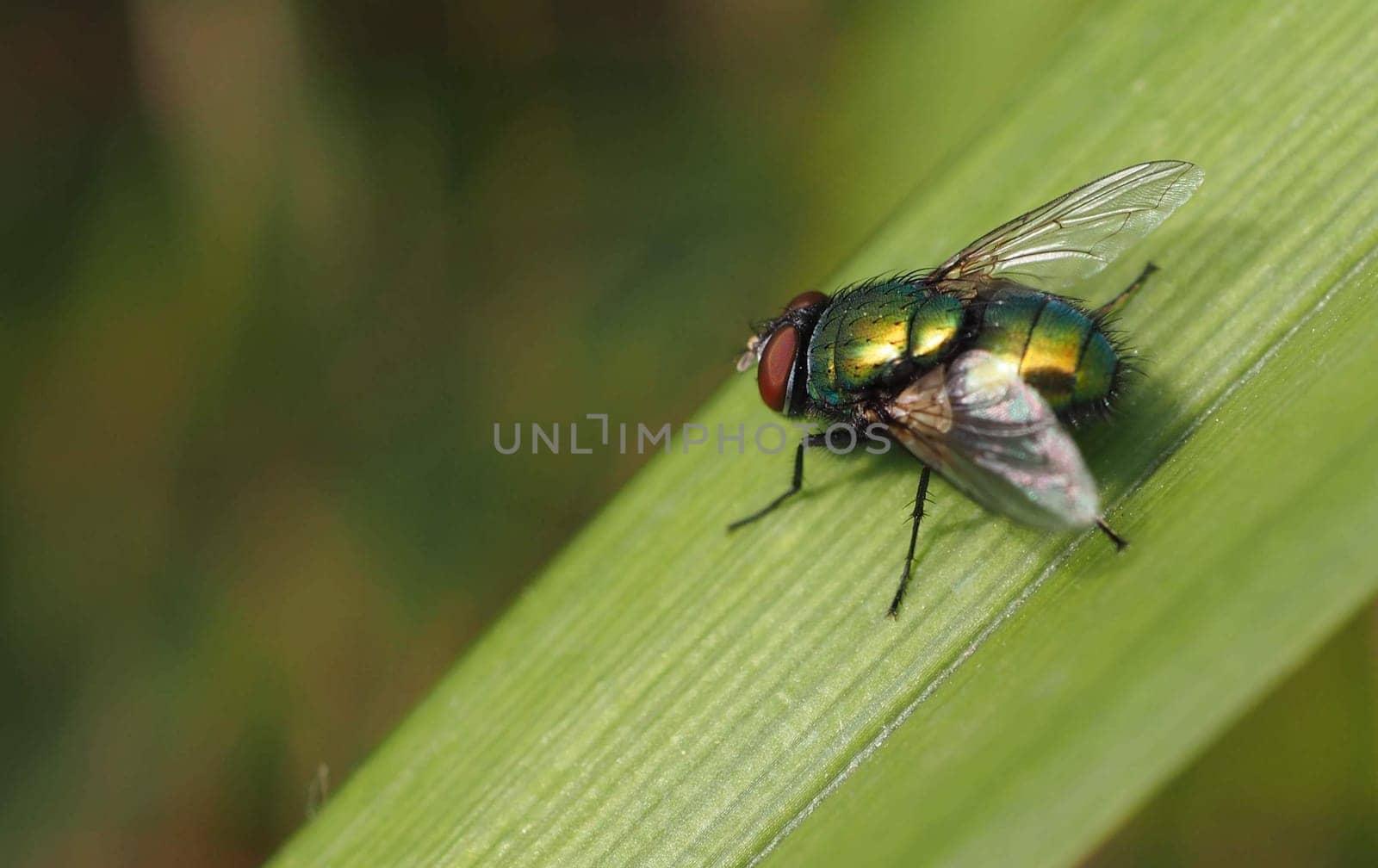 Gold fly