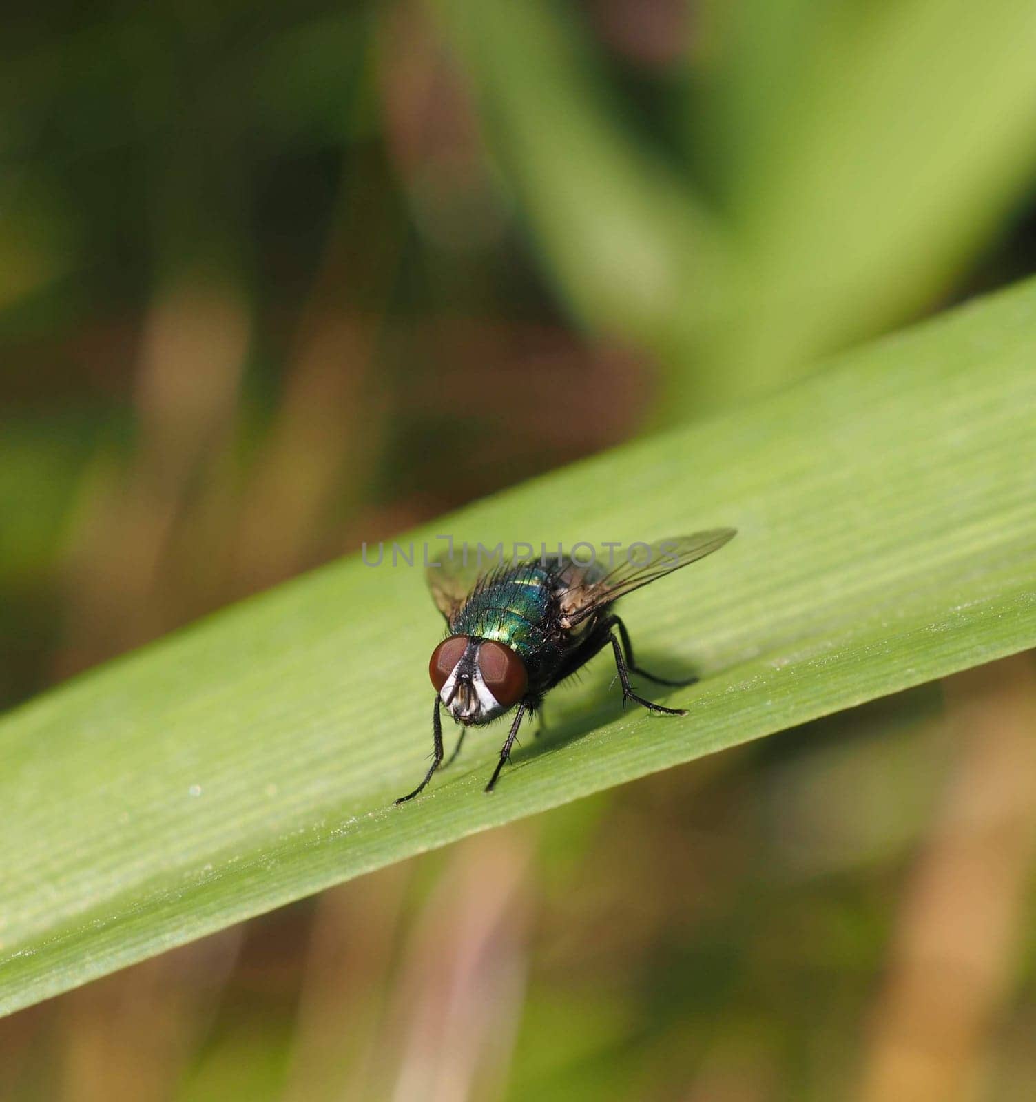 Gold fly