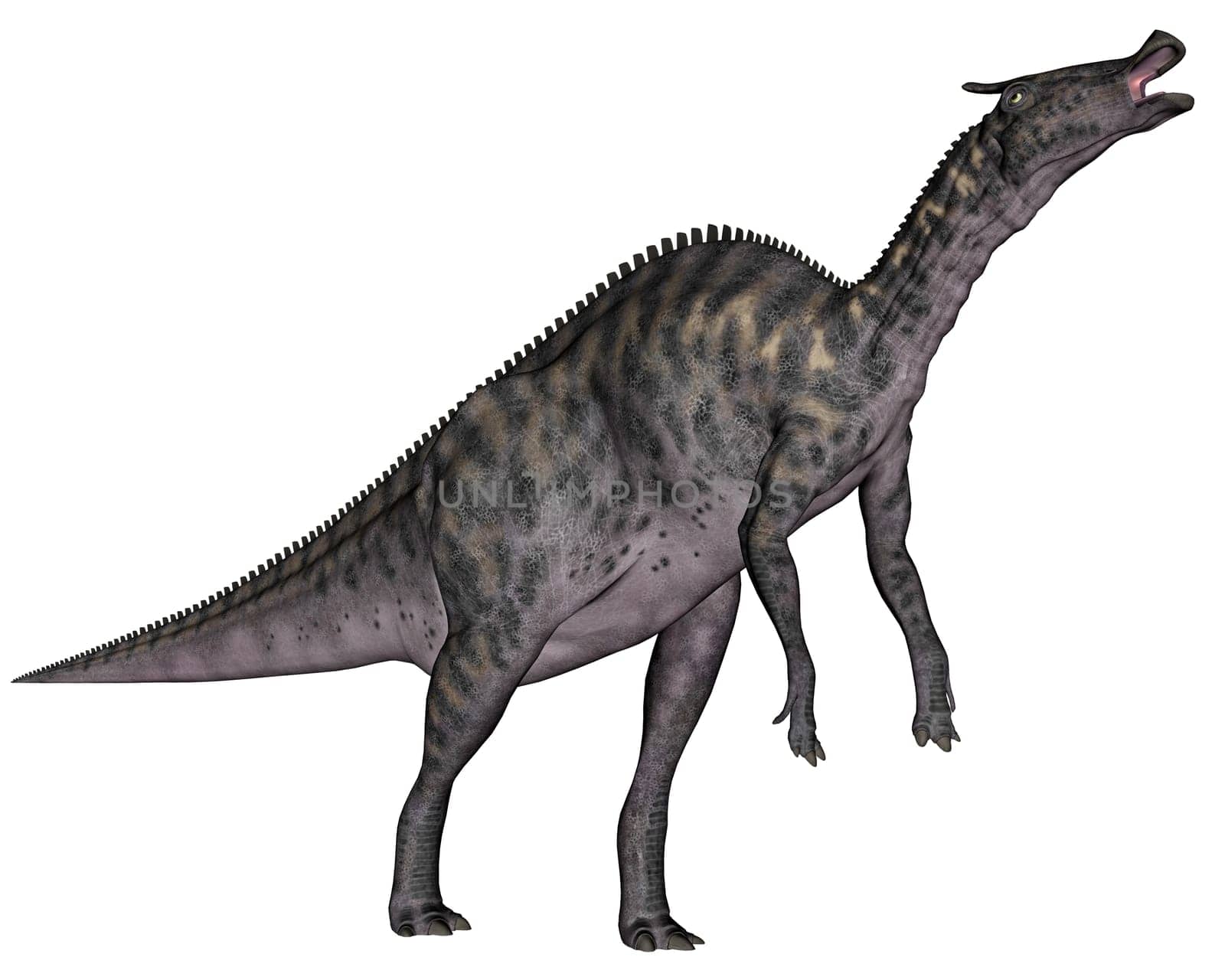 Saurolophus dinosaur walking isolated in white background - 3D render