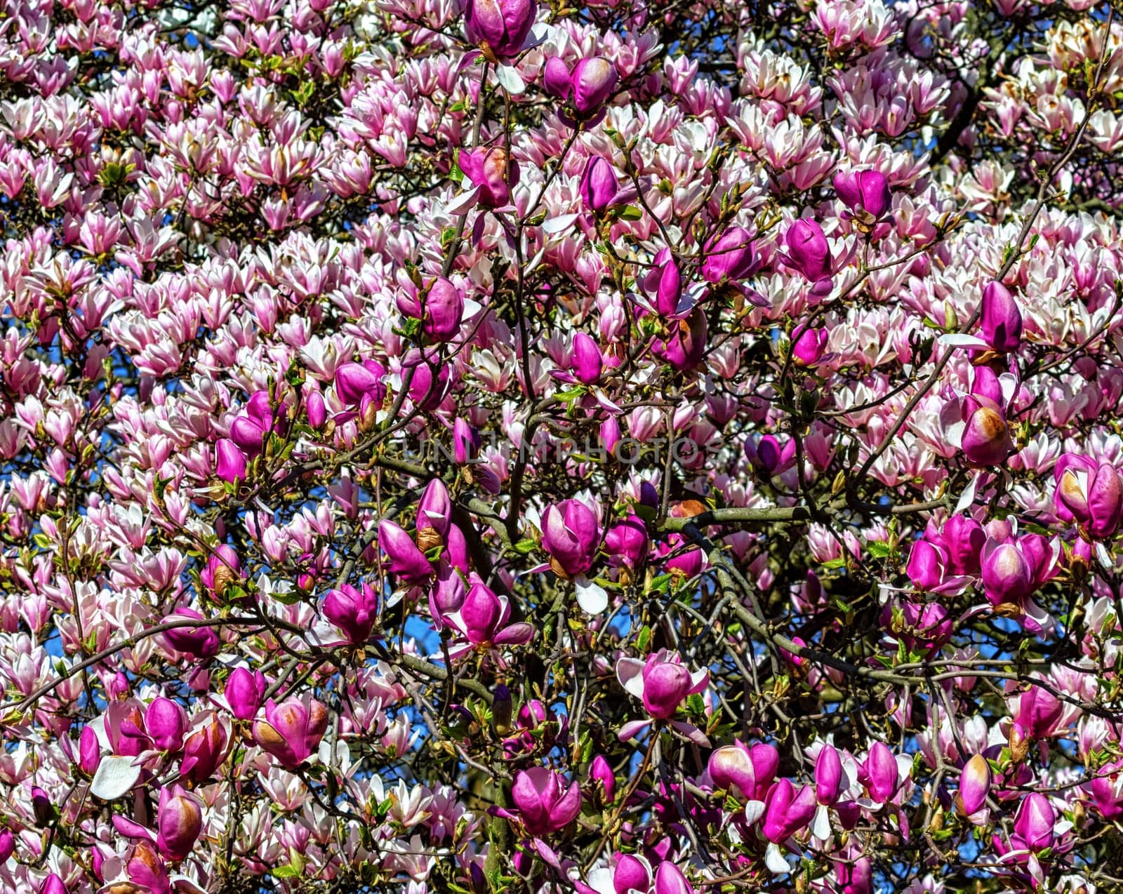 White and pink purple magnolia flowers background
