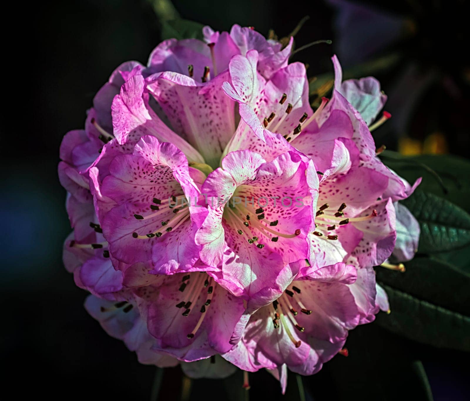 Close up on rhododendron arboreum tree, burans or gurans flower