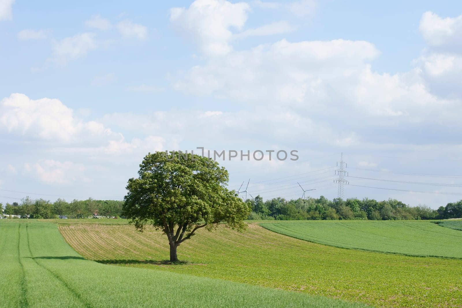 A tree stands on a fresh cornfield on the outskirts of the city.
