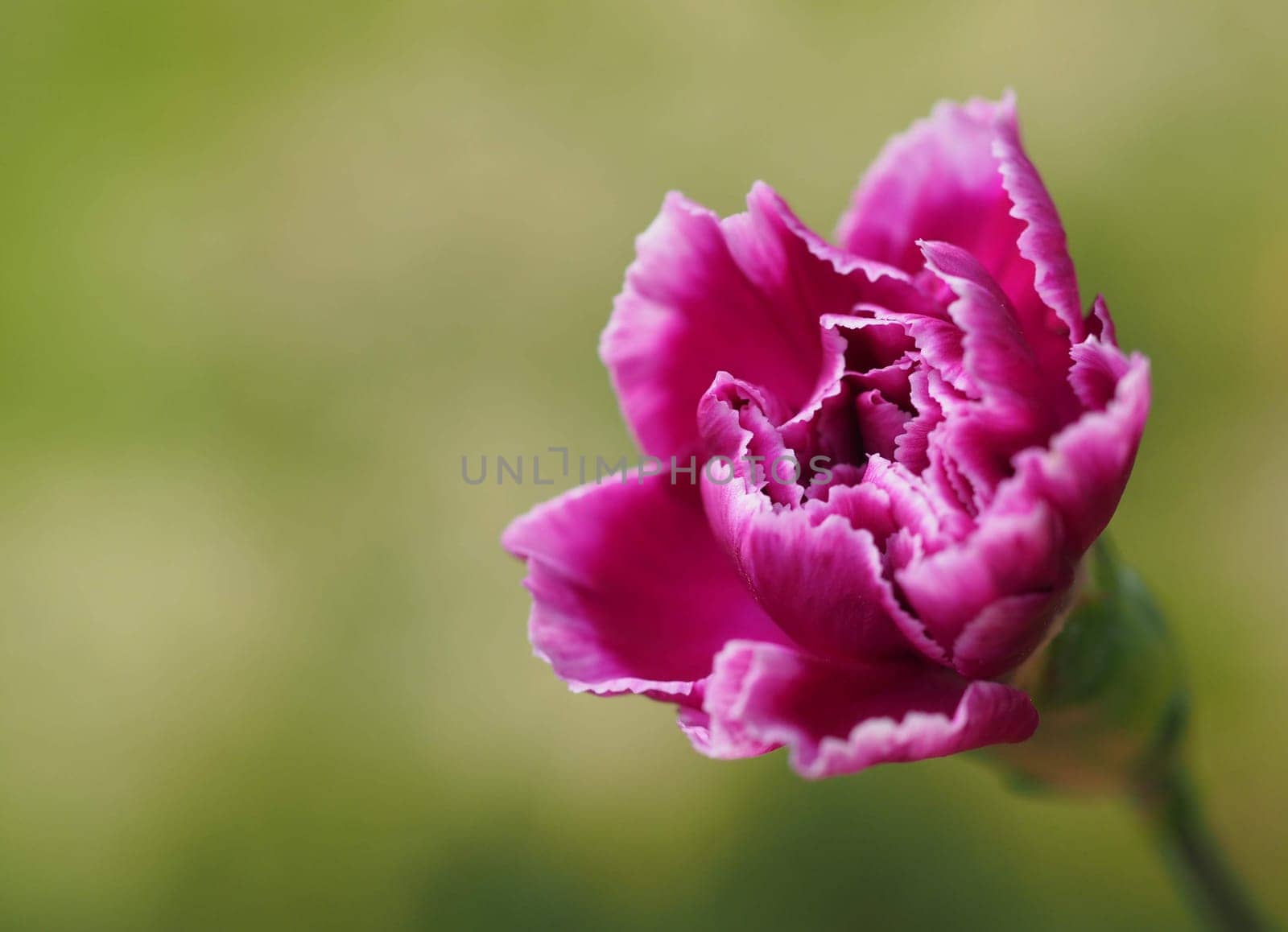 Carnation