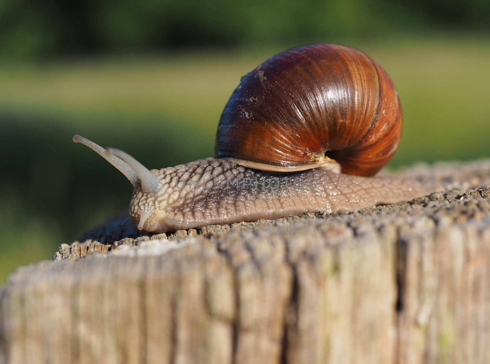 Snail