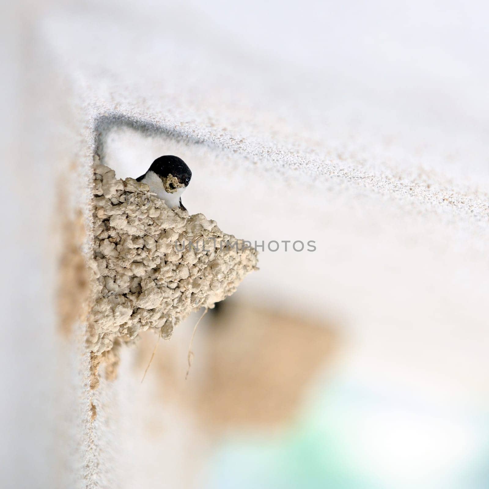 Images in the natural light of the make of the nest of swallows