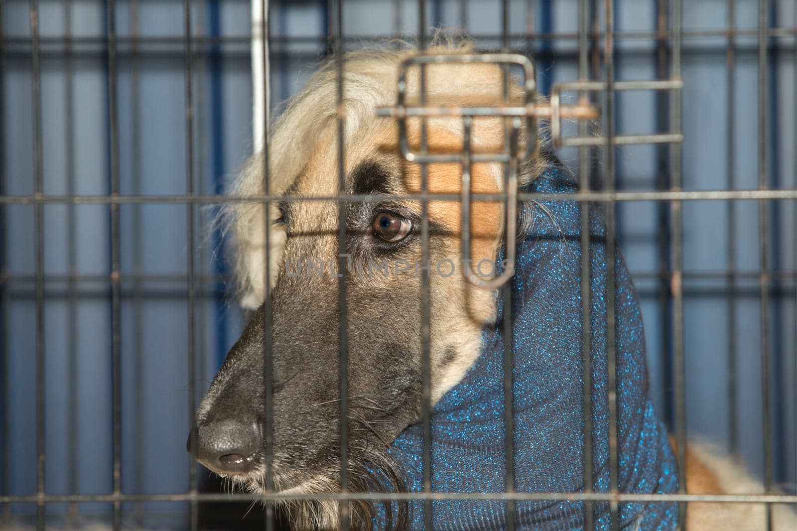 Pure breed Afghan Hound wearing neck protective scarf. Dog crate view
