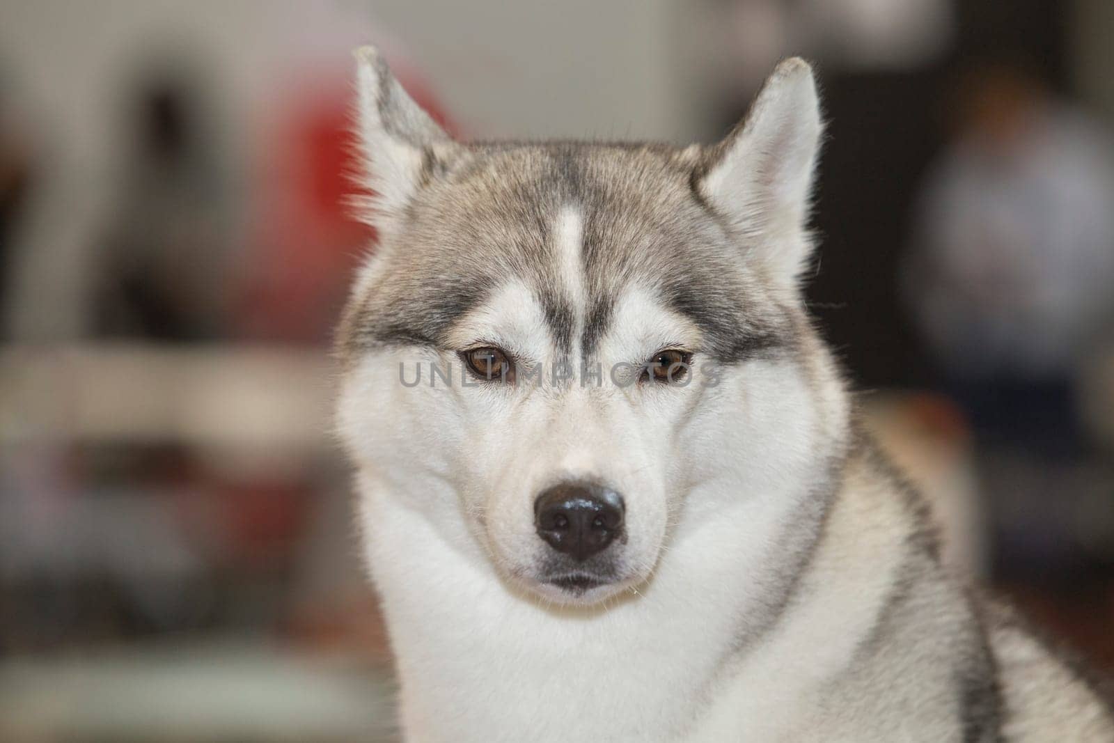 Light gray and white Siberian Husky. Portrait