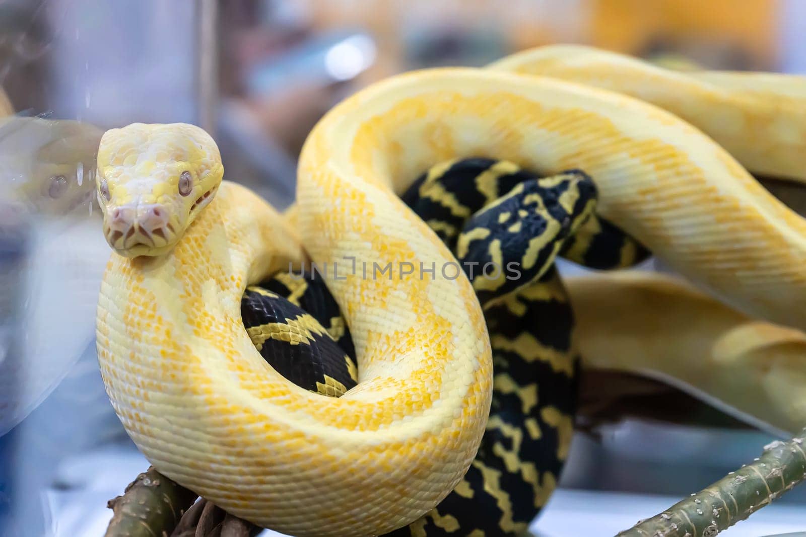 Albino burmese python in the glass cabinet waiting to be sold. It's a popular pet in Thailand.