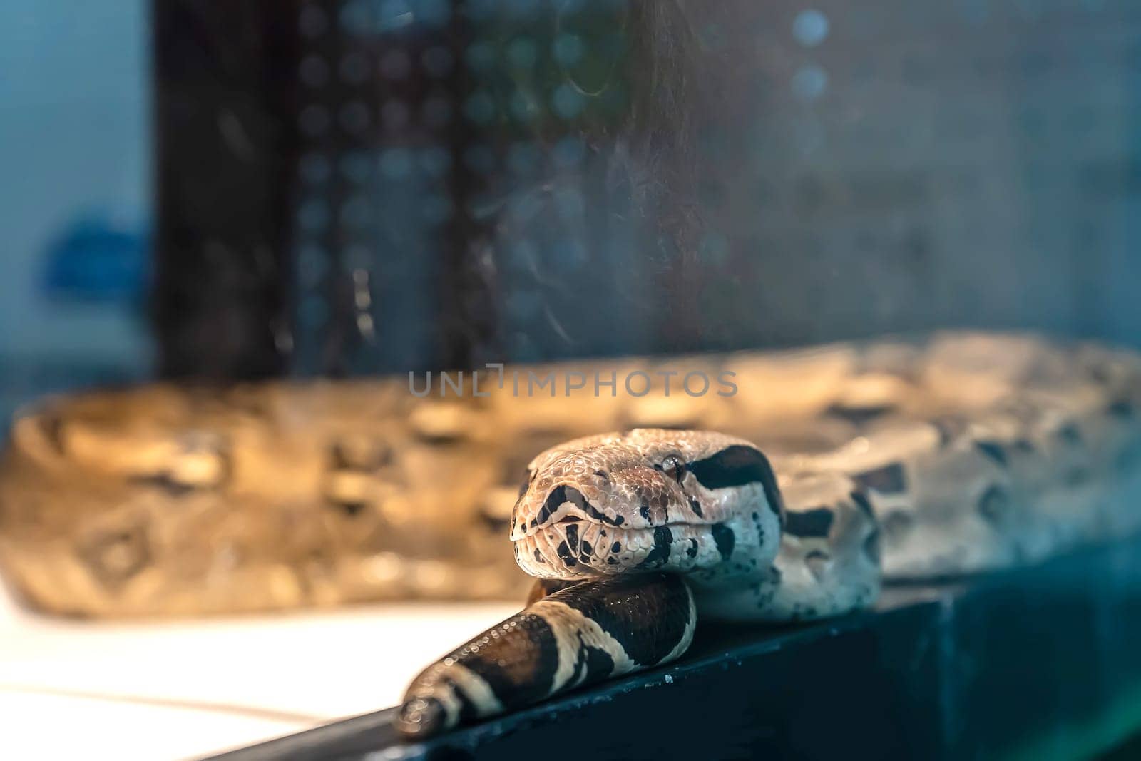 Ball python in the glass cabinet waiting to be sold. It's a popular pet in Thailand.