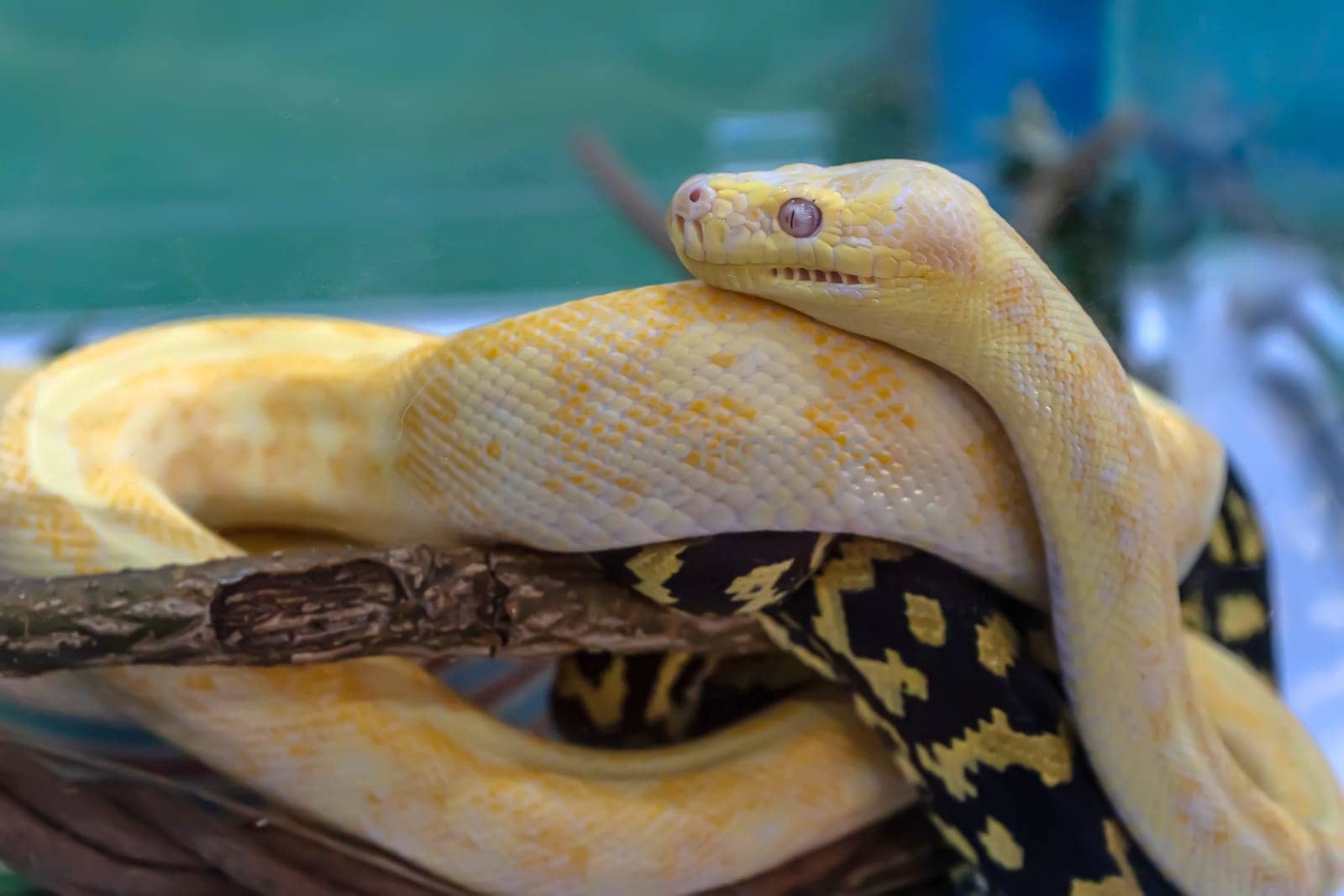 Albino burmese python in the glass cabinet waiting to be sold. It's a popular pet in Thailand.