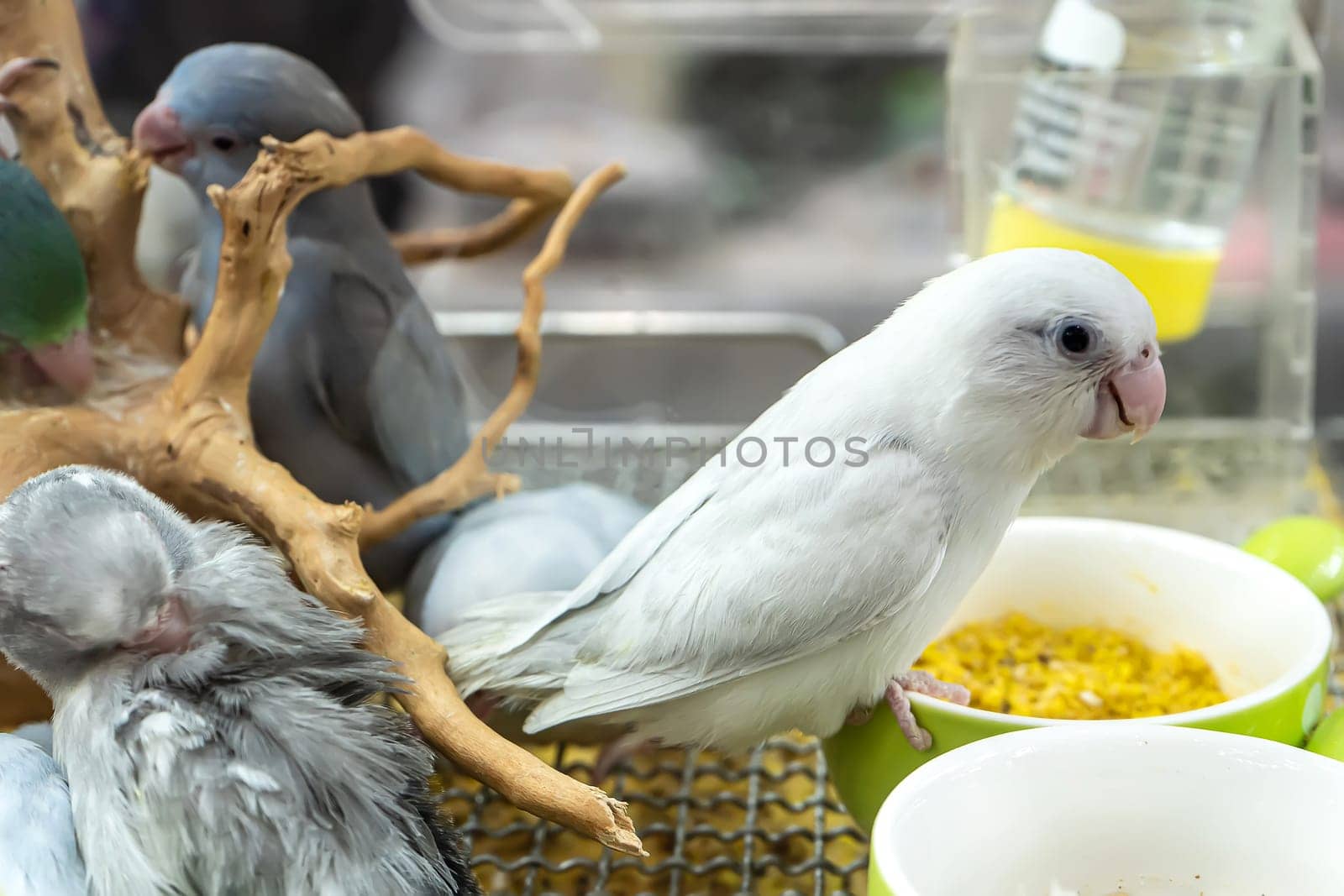 Parrots are posing to take the picture. Bird is a popular pet in Thailand.