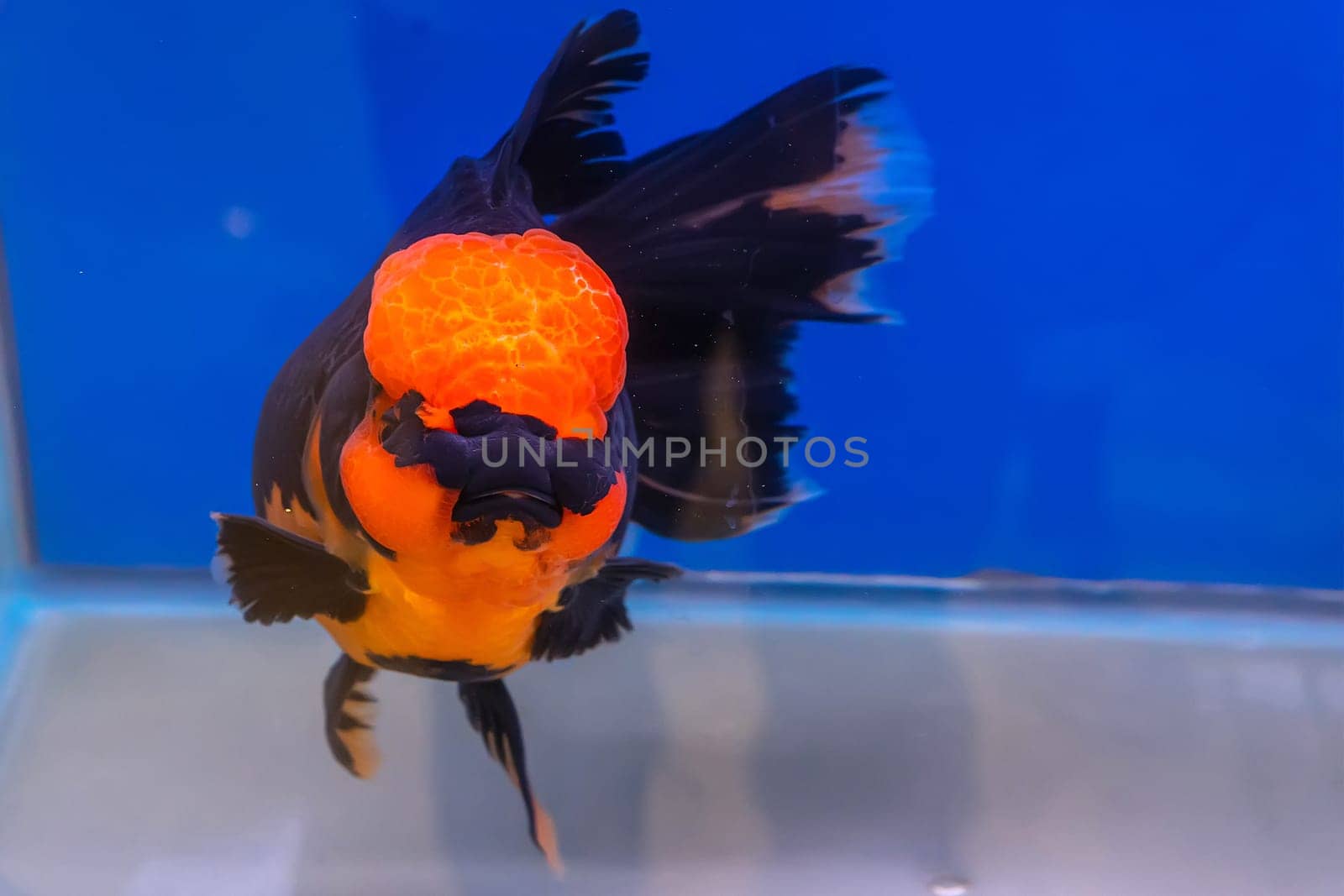 The goldfish in the cabinet on blue background.