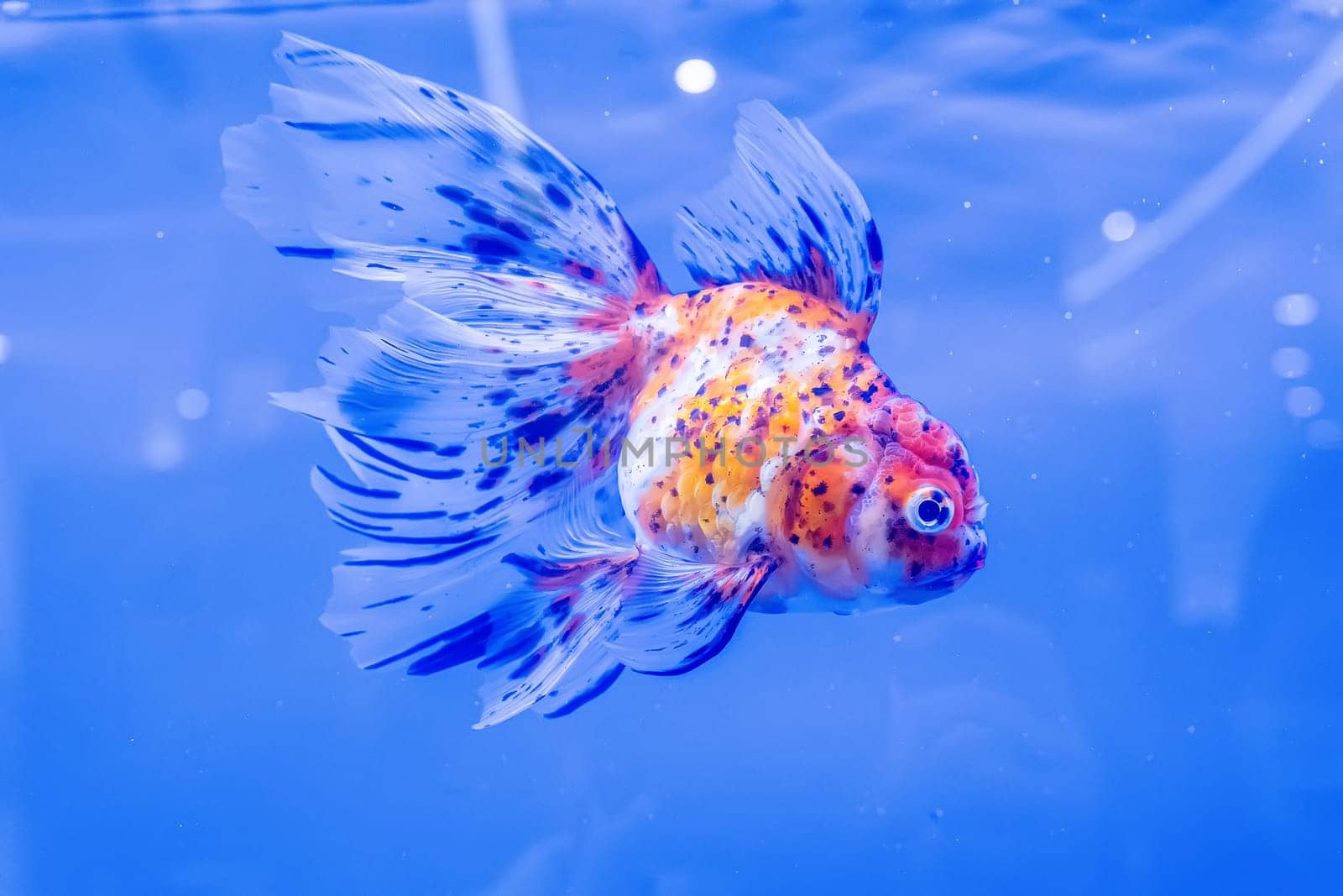 The goldfish in the cabinet on blue background.