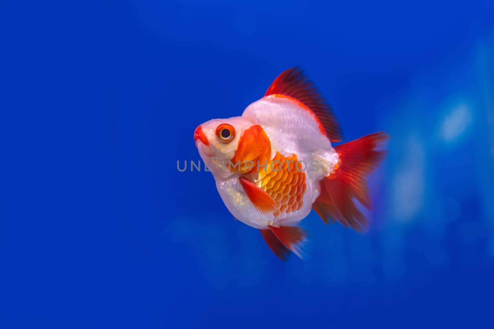 The goldfish in the cabinet on blue background.