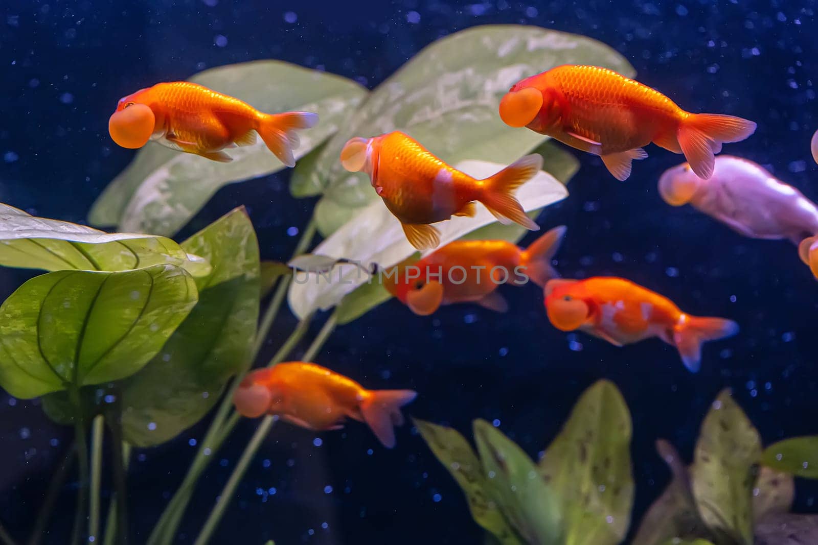 The goldfish in the cabinet on nature background.