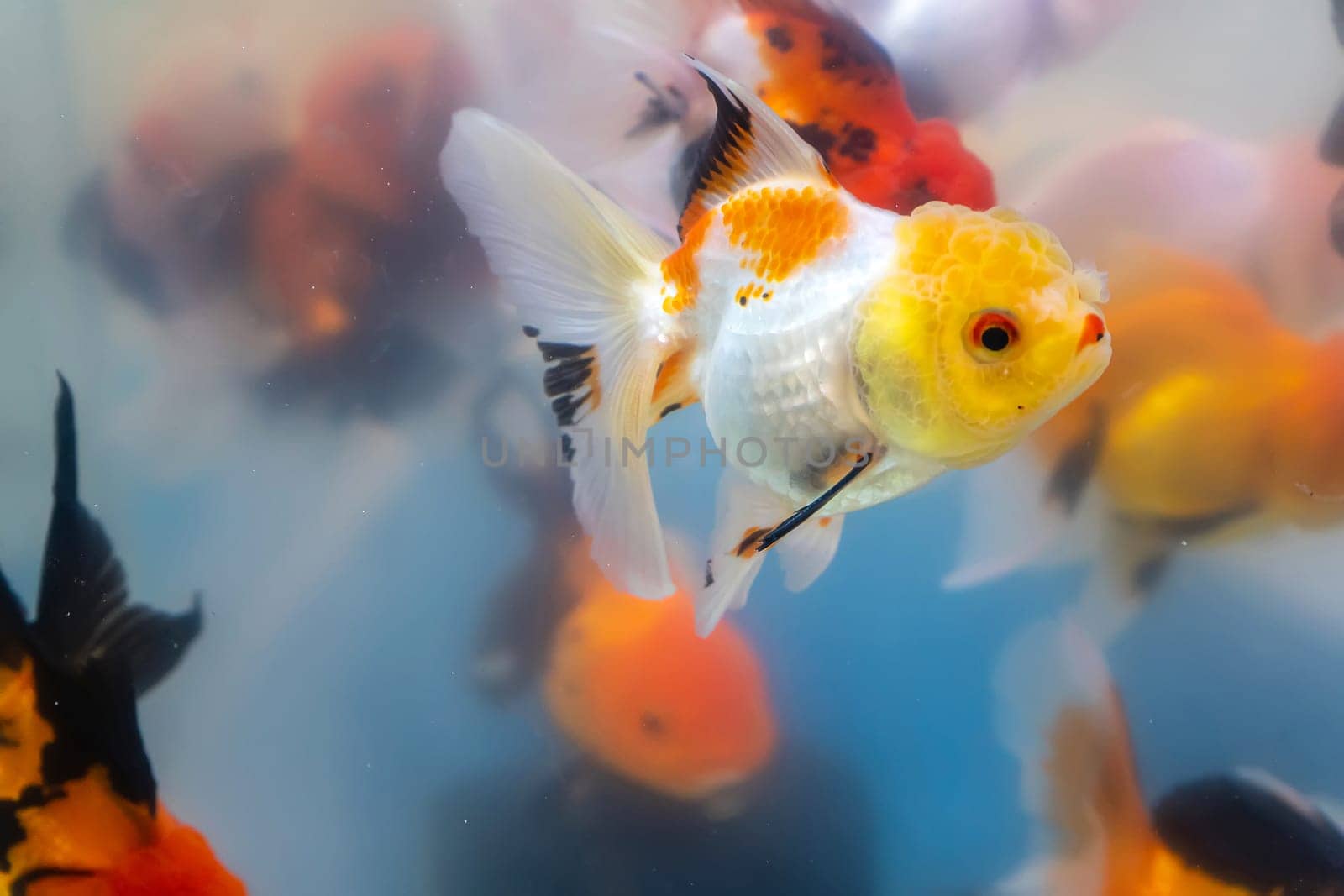 The goldfish in the cabinet.