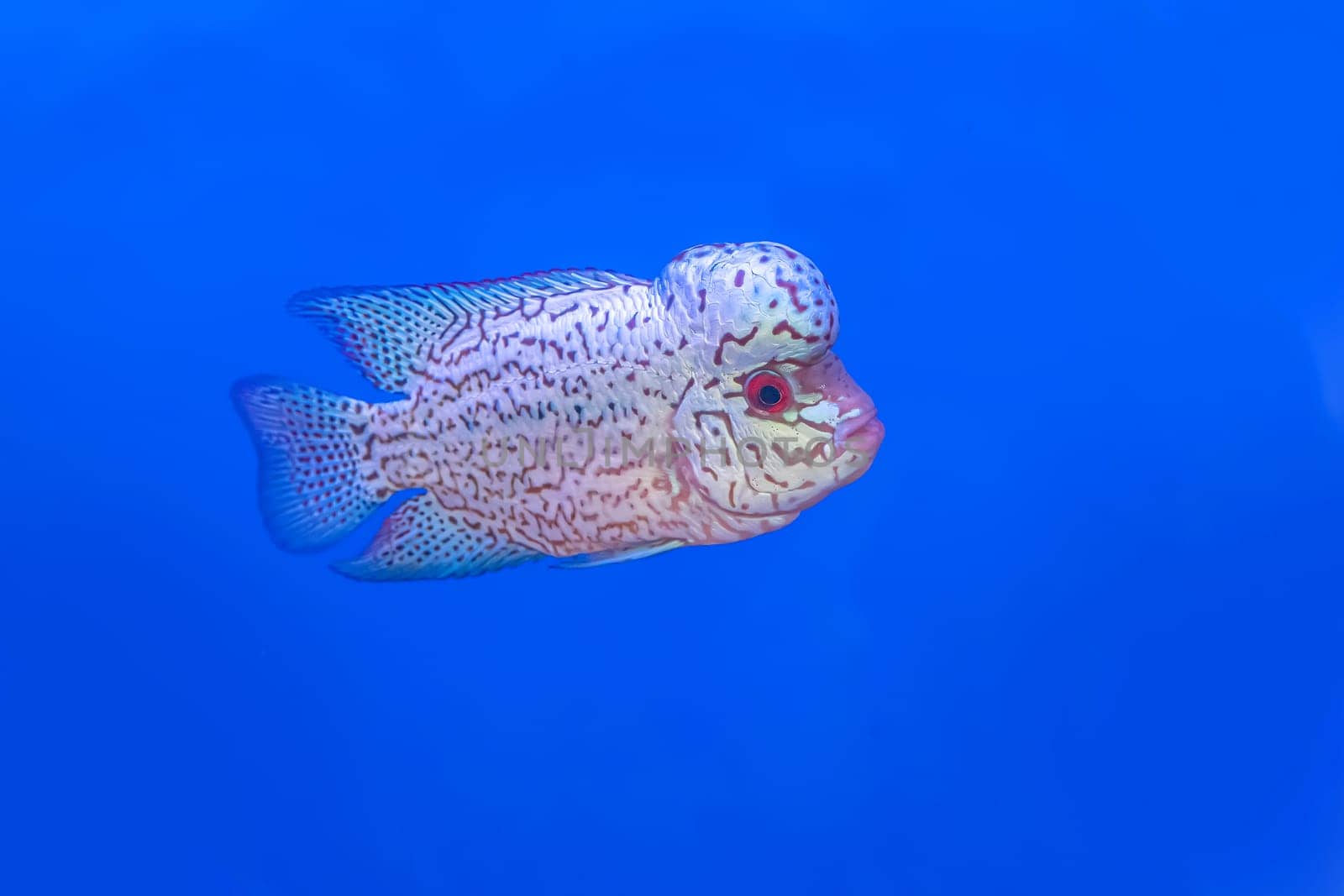The cichlidae in the cabinet on blue background.