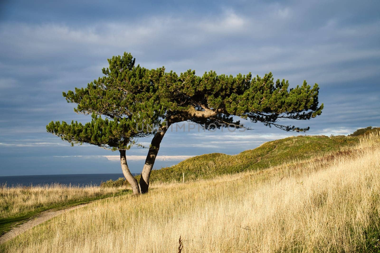 Pine tree on a meadow on the coast of Denmark. Shape of the tree grown by the wind. Landscape shot from the sea