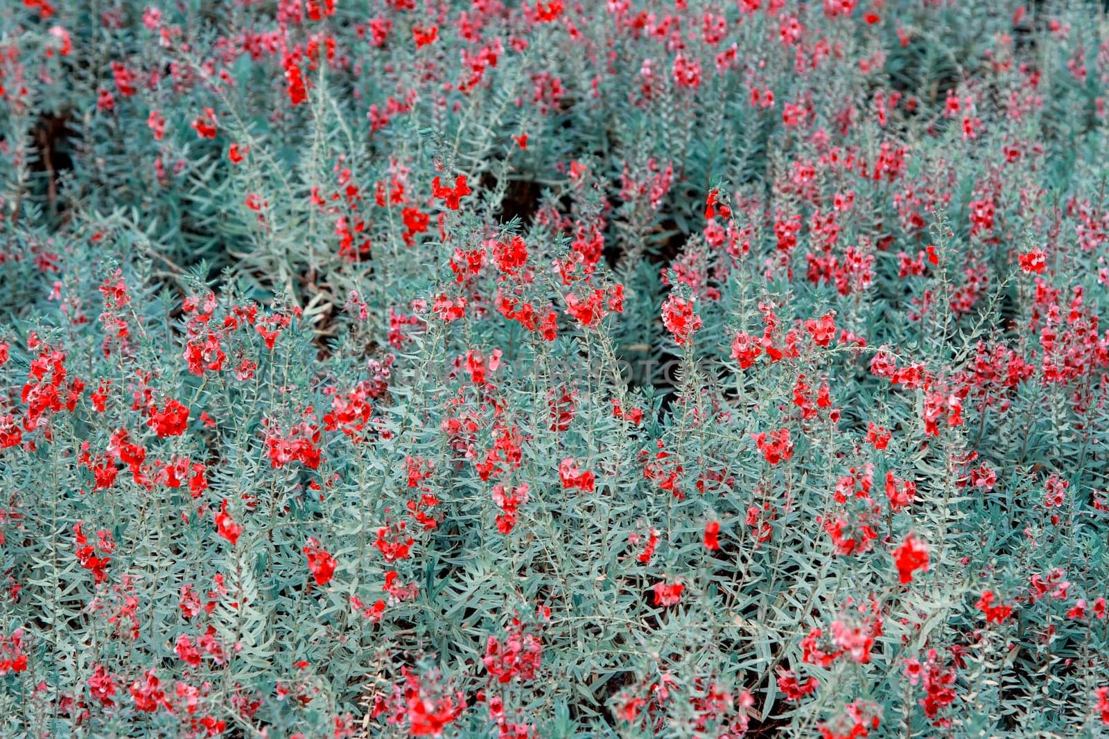 Colorful blooming cosmos red flower field