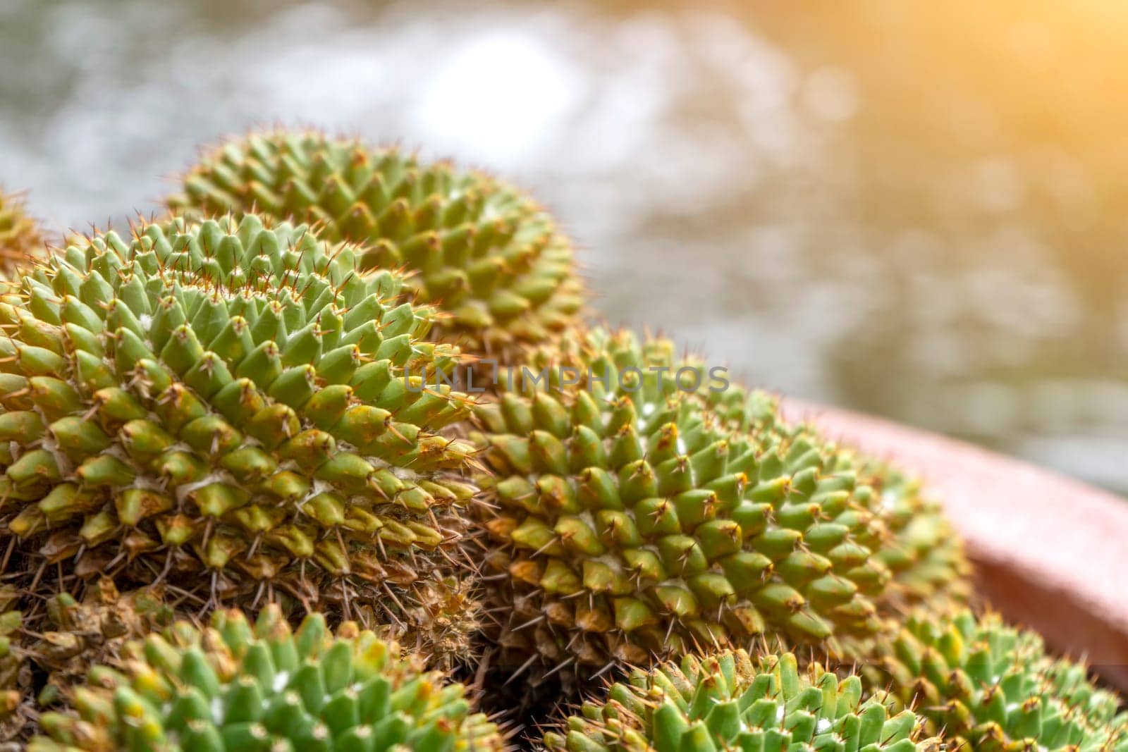 Small tree or cactus in pots for decor