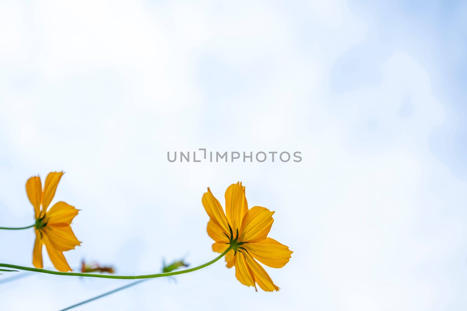 Yellow flowers with meadow and white sky background