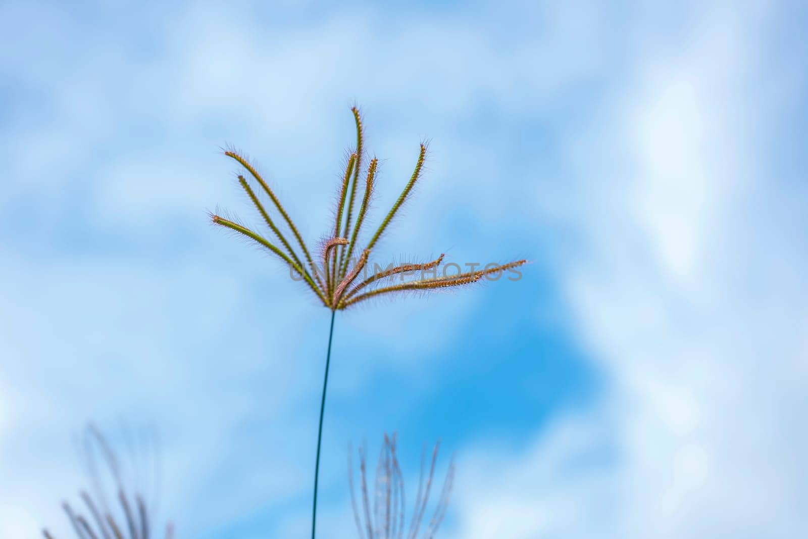 Grass flowers  flora with blue sky background
