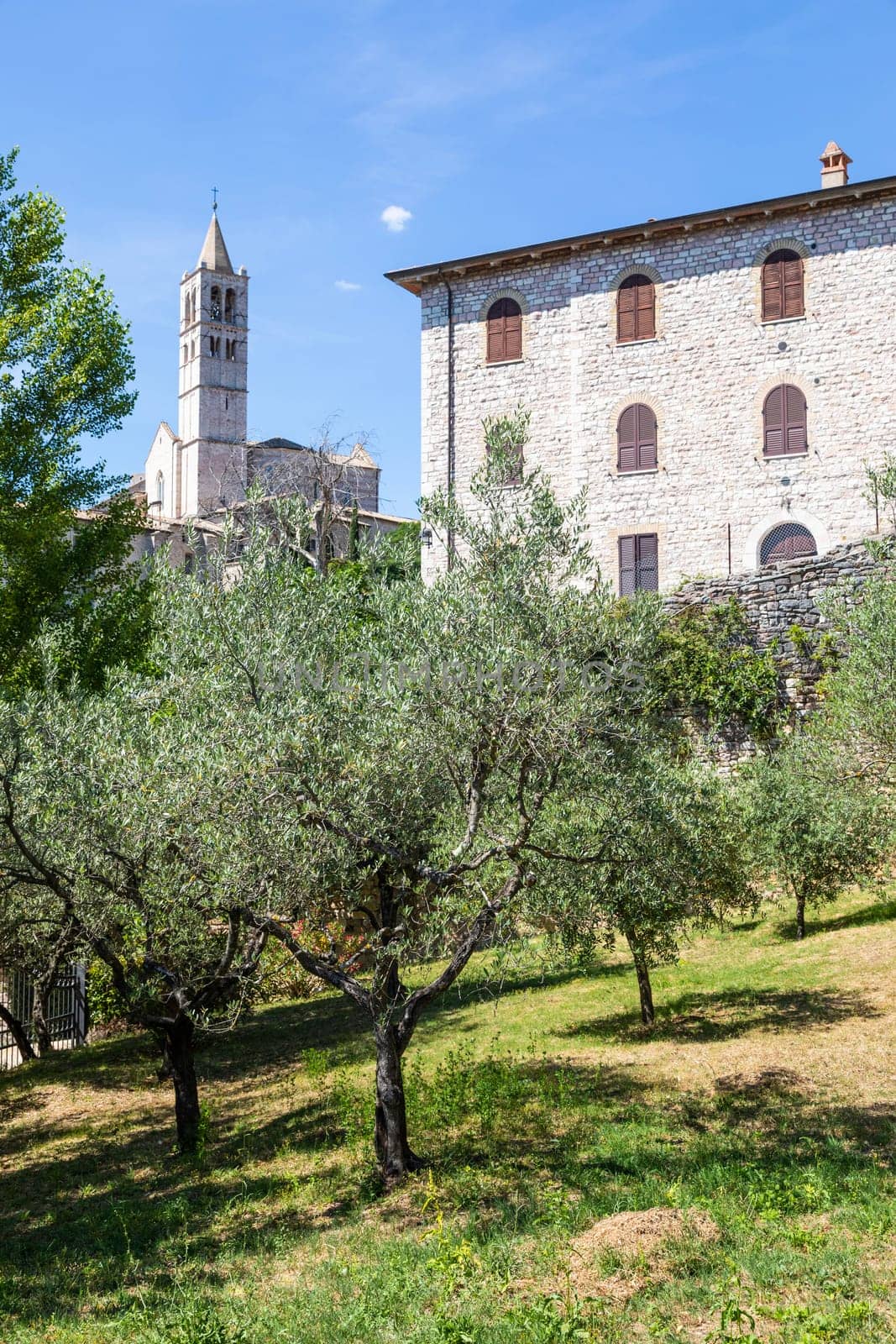 Olive trees in Assisi village in Umbria region, Italy. The town is famous for the most important Italian St. Francis Basilica (Basilica di San Francesco)