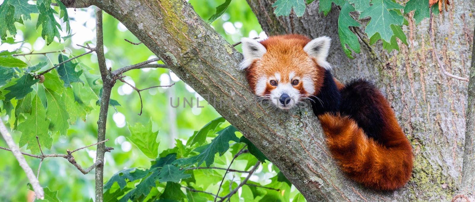 Red panda - Ailurus Fulgens - portrait. Cute animal resting lazy on a tree, useful for environment concepts.