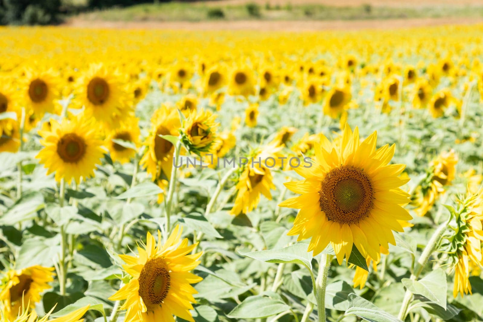 Sunflowers field in Italy. Scenic countryside in Tuscany with deep blue sky.