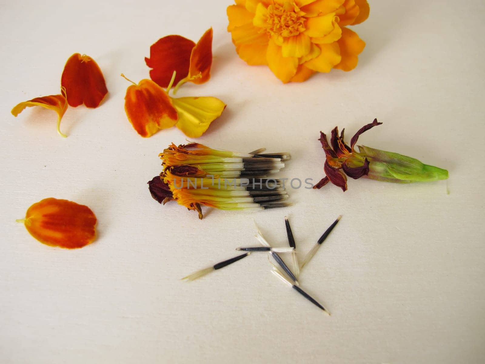 Tagetes flower and seeds