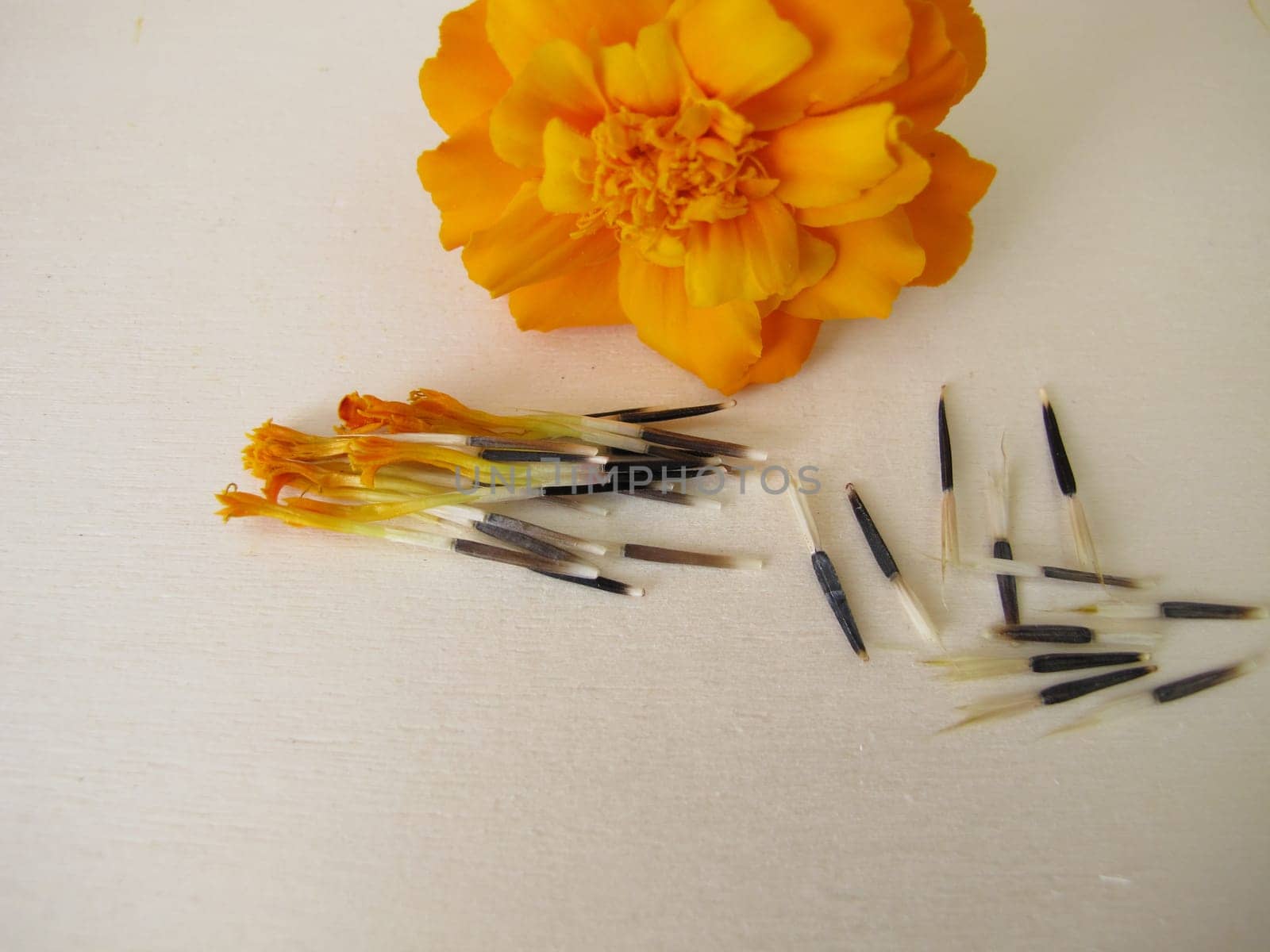 Tagetes flower and seeds
