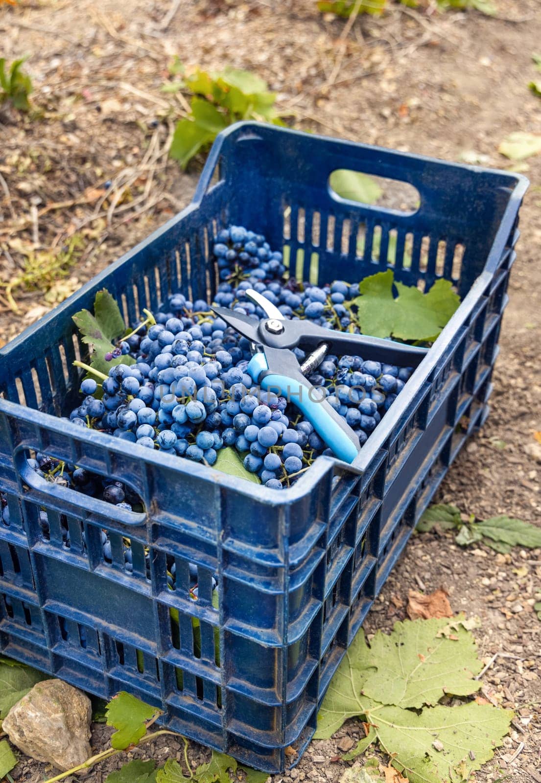 Freshly cut and harvested red grapes with secateurs in plastic crate against the grapevines at sunset during grape harvest in South Italy vineyard. .