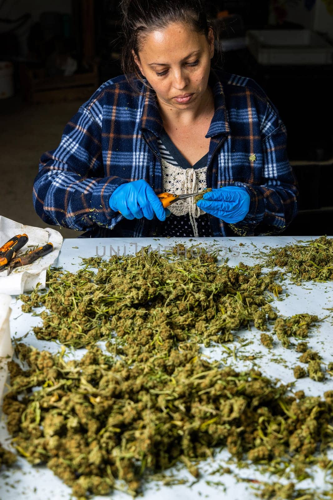 Female’s worker in gloves trimming with scissors marijuana leaves from dry buds and inflorescences. Legal production of medical cannabis with CBD for sell for healthcare and medicine uses