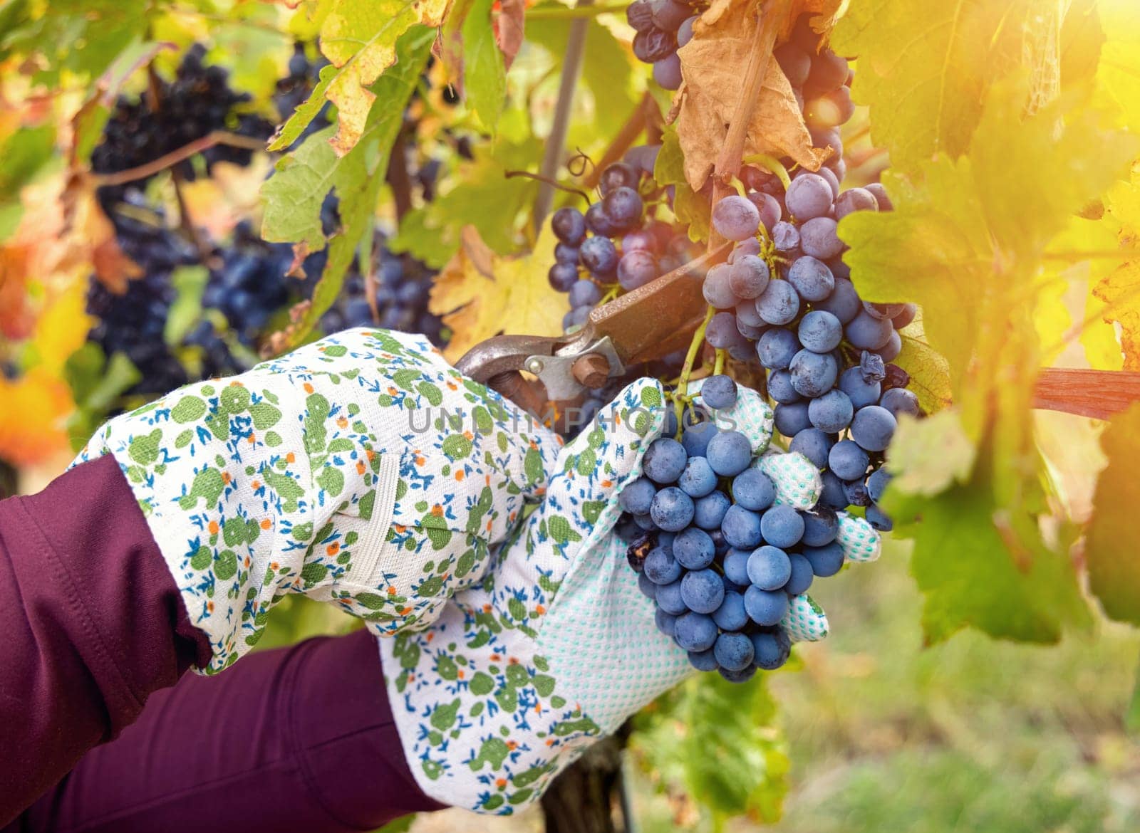 Farmer's Hands in gloves cutting red grapes with secateurs from vine plant during wine harvest in italian Vineyard, Close up. Sunny autumn day. Wine making