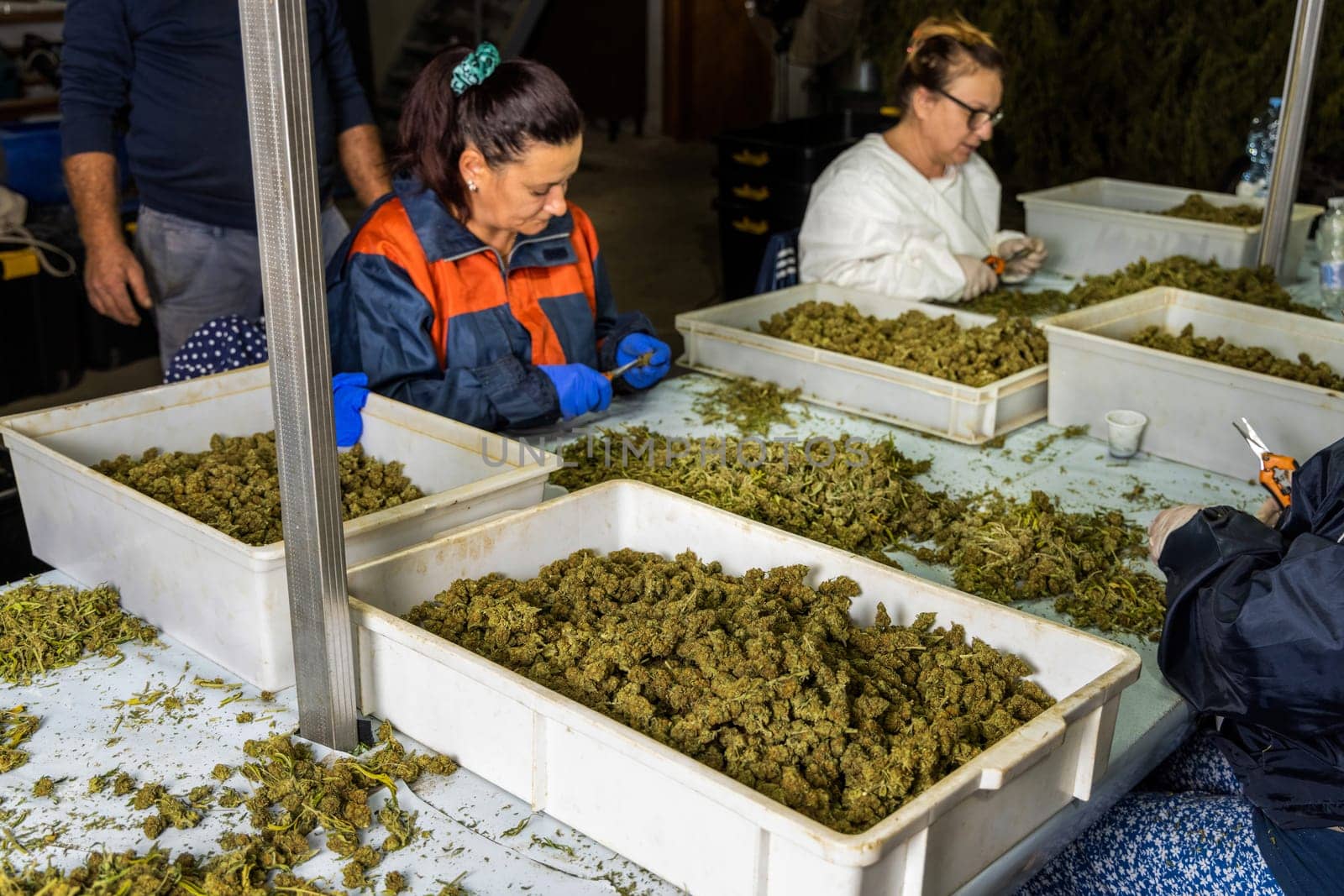 Female’s workers in gloves trimming with scissors marijuana leaves from dry buds and inflorescences. Legal production of medical cannabis with CBD for sell for healthcare and medicine uses