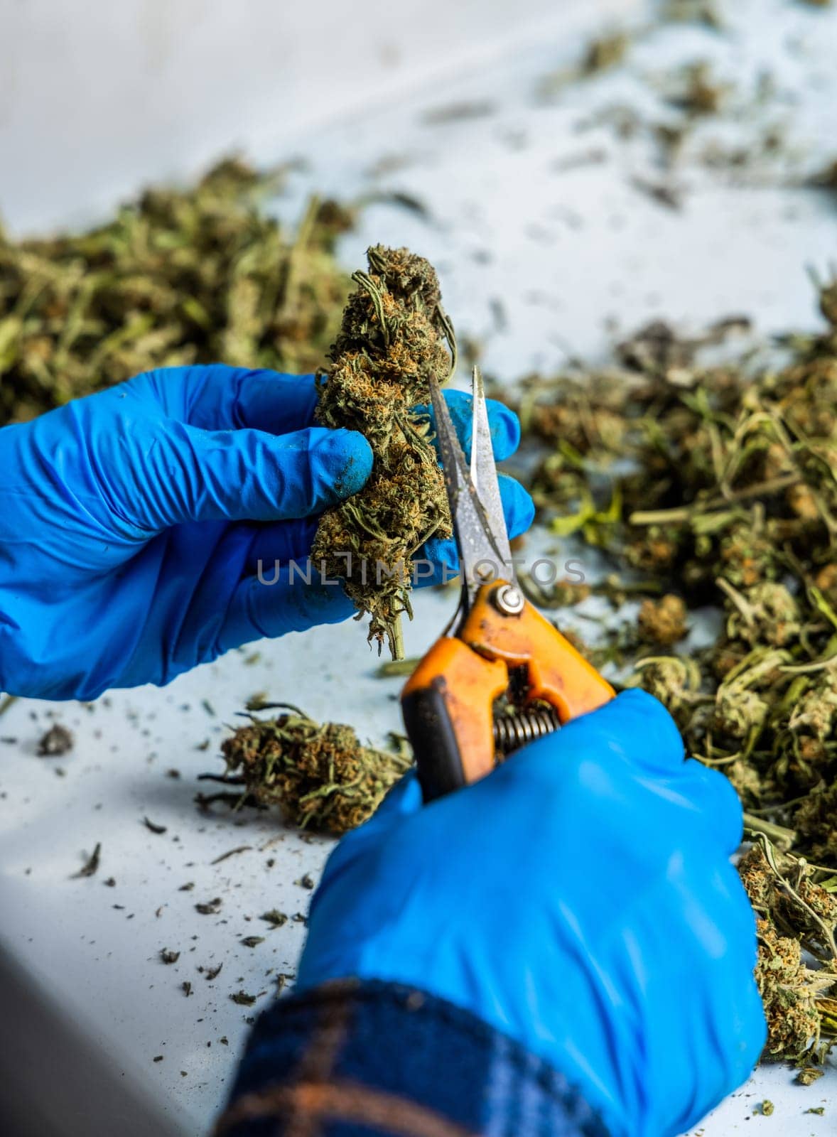 Female’s worker hands in gloves trimming with scissors marijuana leaves from dry buds and inflorescences. Legal production of medical cannabis with CBD for sell for healthcare and medicine uses
