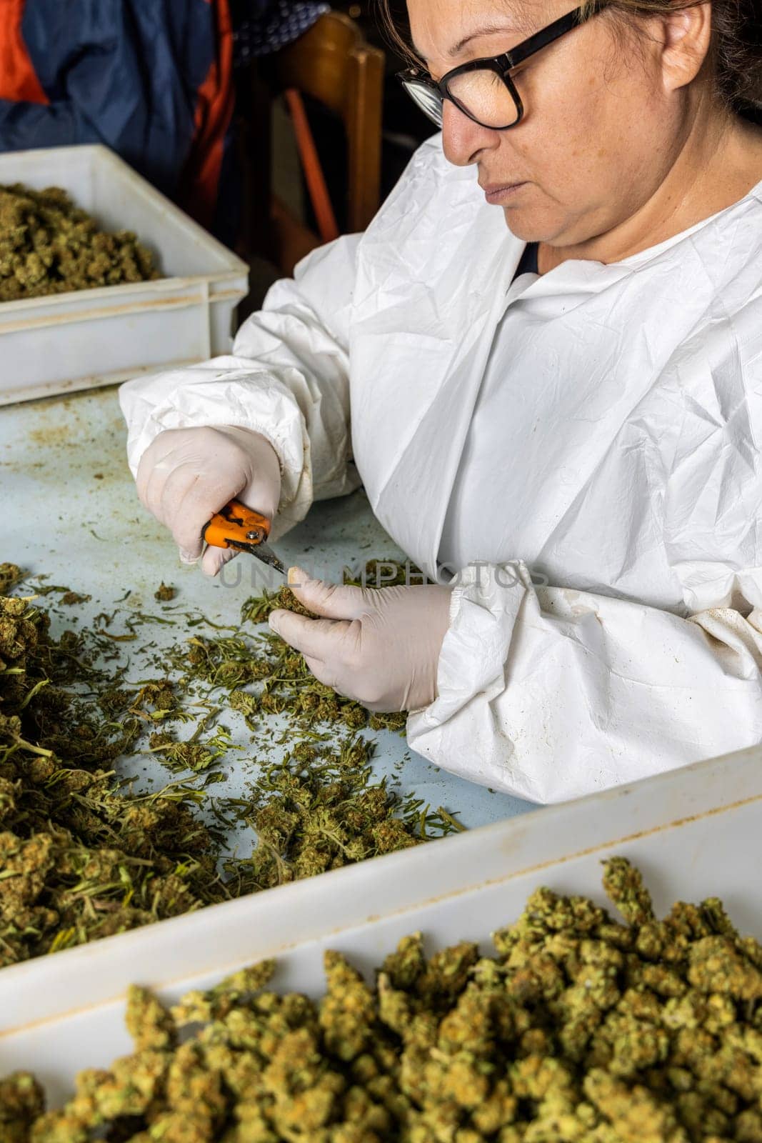 Female’s worker in gloves trimming with scissors marijuana leaves from dry buds and inflorescences. Legal production of medical cannabis with CBD for sell for healthcare and medicine uses