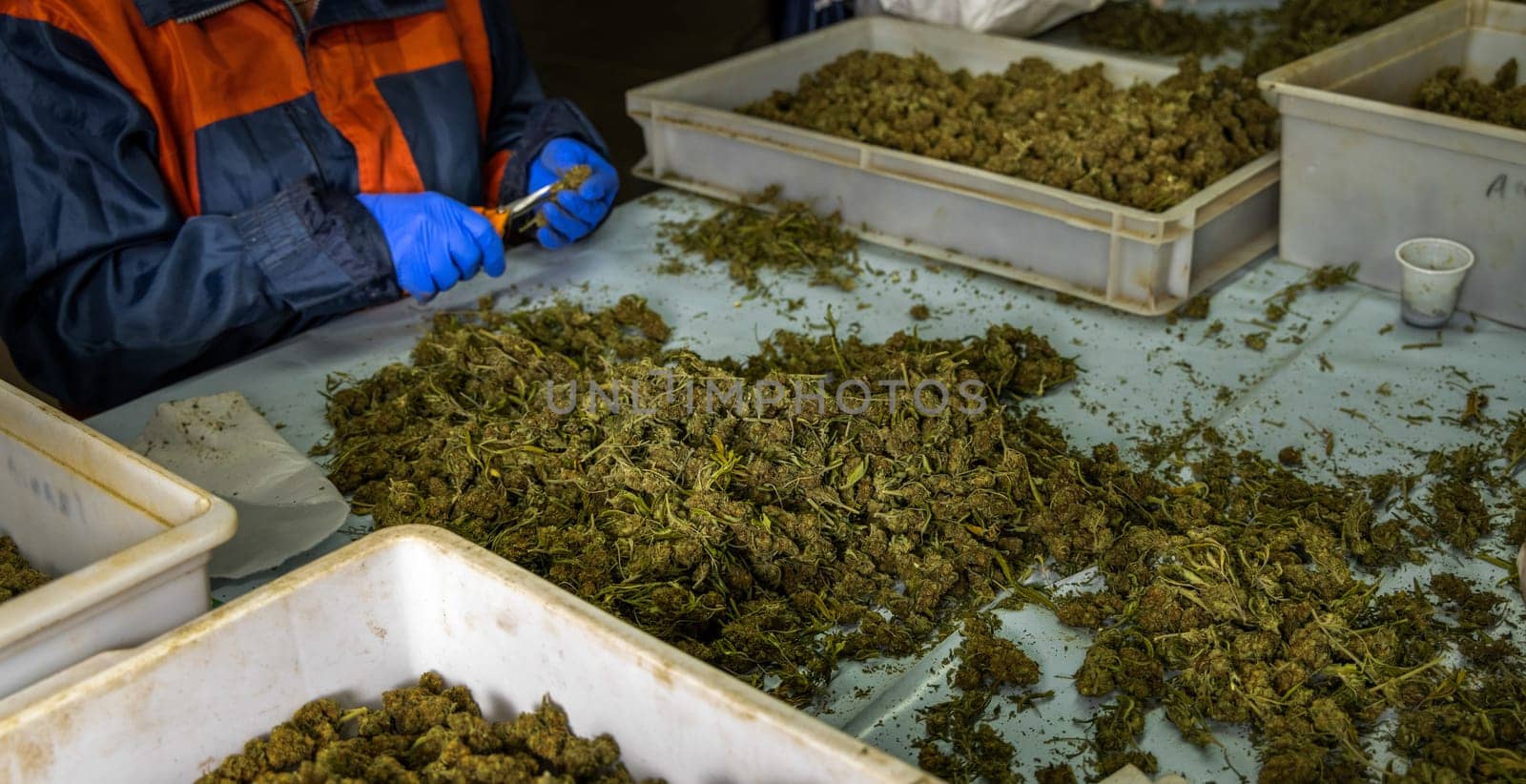 Female’s worker in gloves trimming with scissors marijuana leaves from dry buds and inflorescences. Legal production of medical cannabis with CBD for sell for healthcare and medicine uses