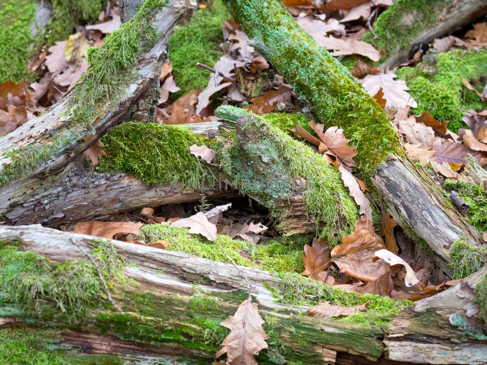 Moss on branches