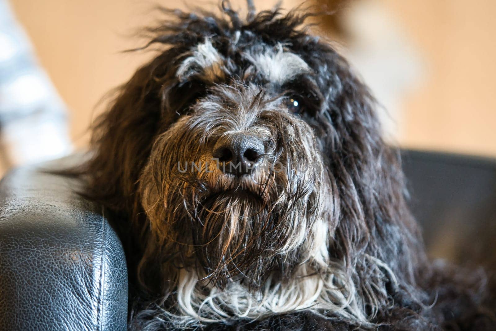 Goldendoodle is lying relaxed on the armchair. Family dog chilling. Animal photo of dog