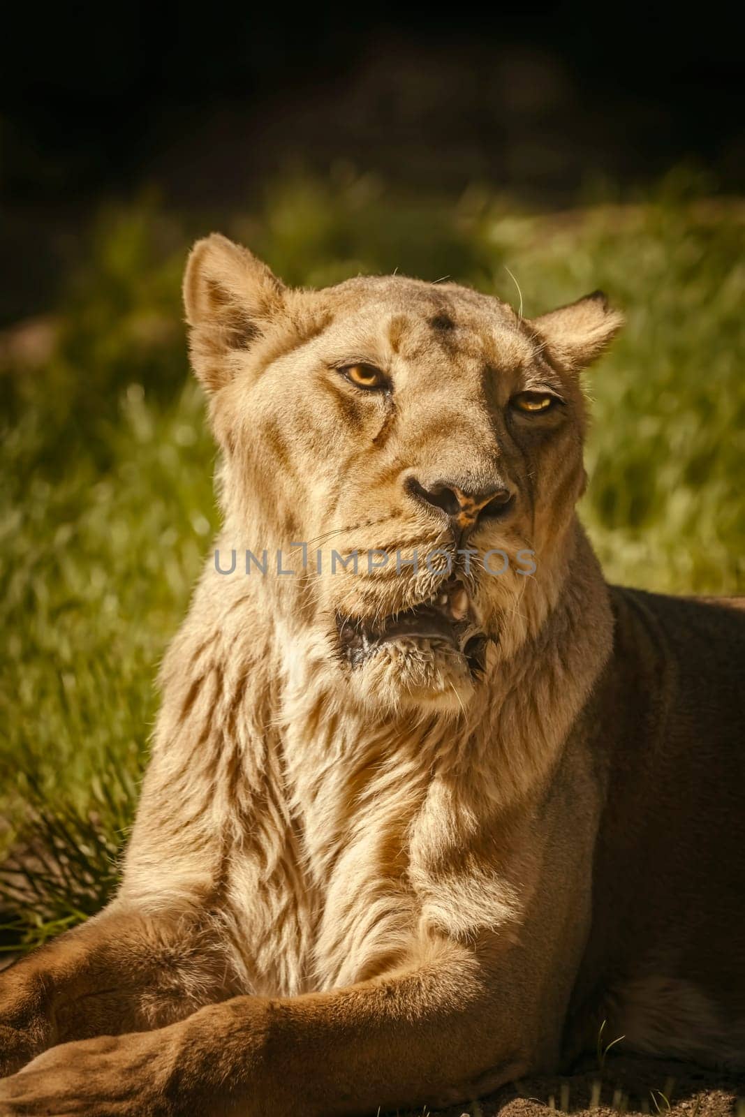 Close up portrait of the lioness (Panthera leo)