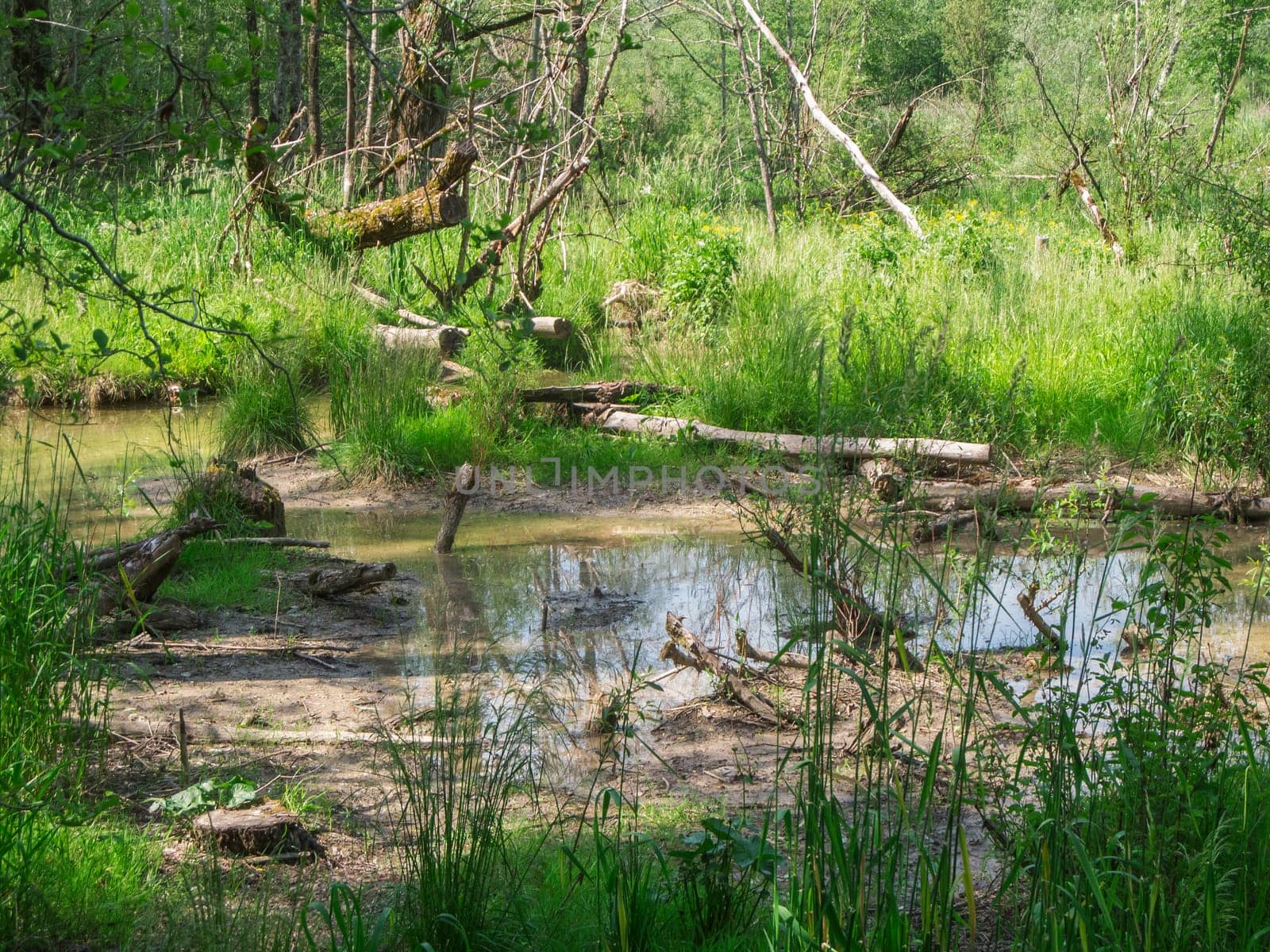 View of a swampy and overgrown natural landscape with fallen trees and elevated water at the edge of the Grüntensee in Bavaria in sunny summer weather.