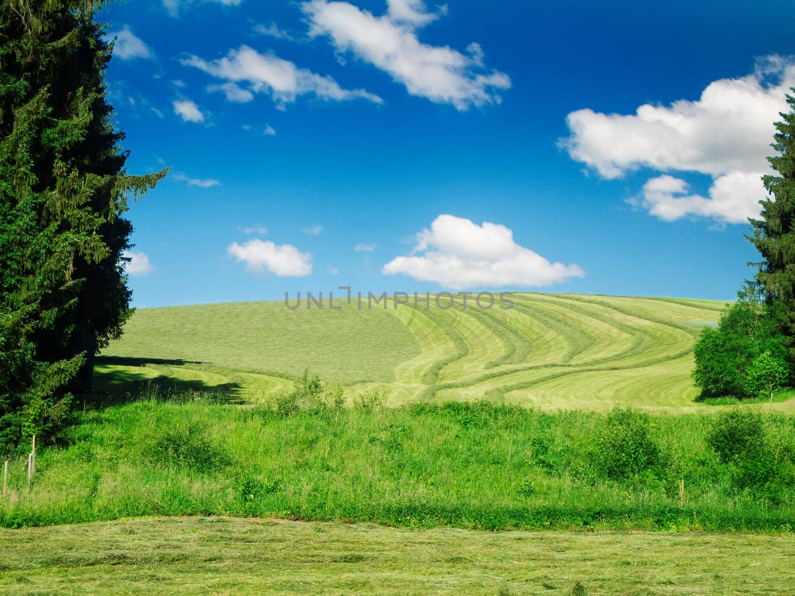 Landscape view with a freshly mowed hilly meadow in the Allgaeu with trees on the sides of the picture in front of a blue sky with a few white clouds.