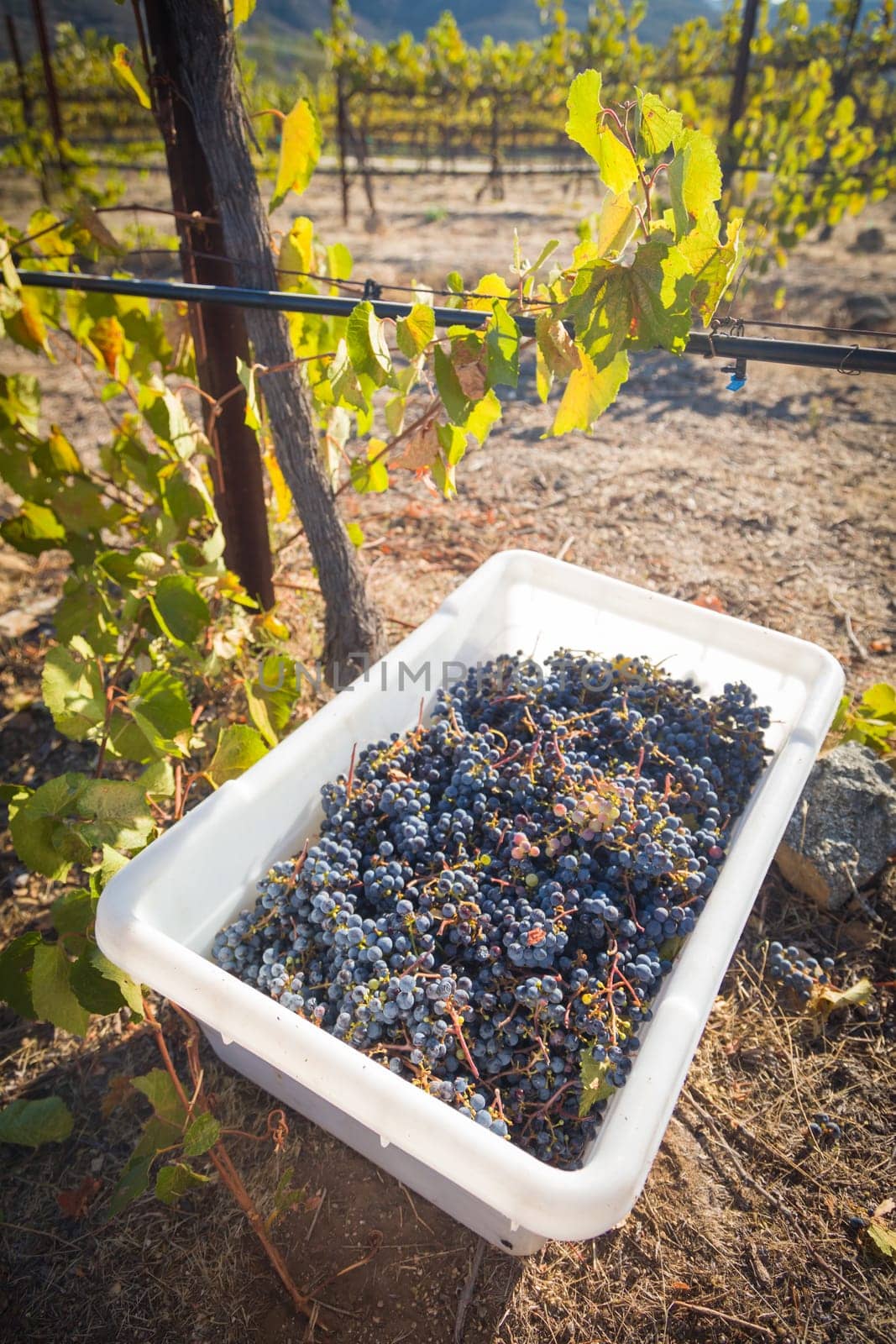 Grape bushels in crates during vineyard harvest.