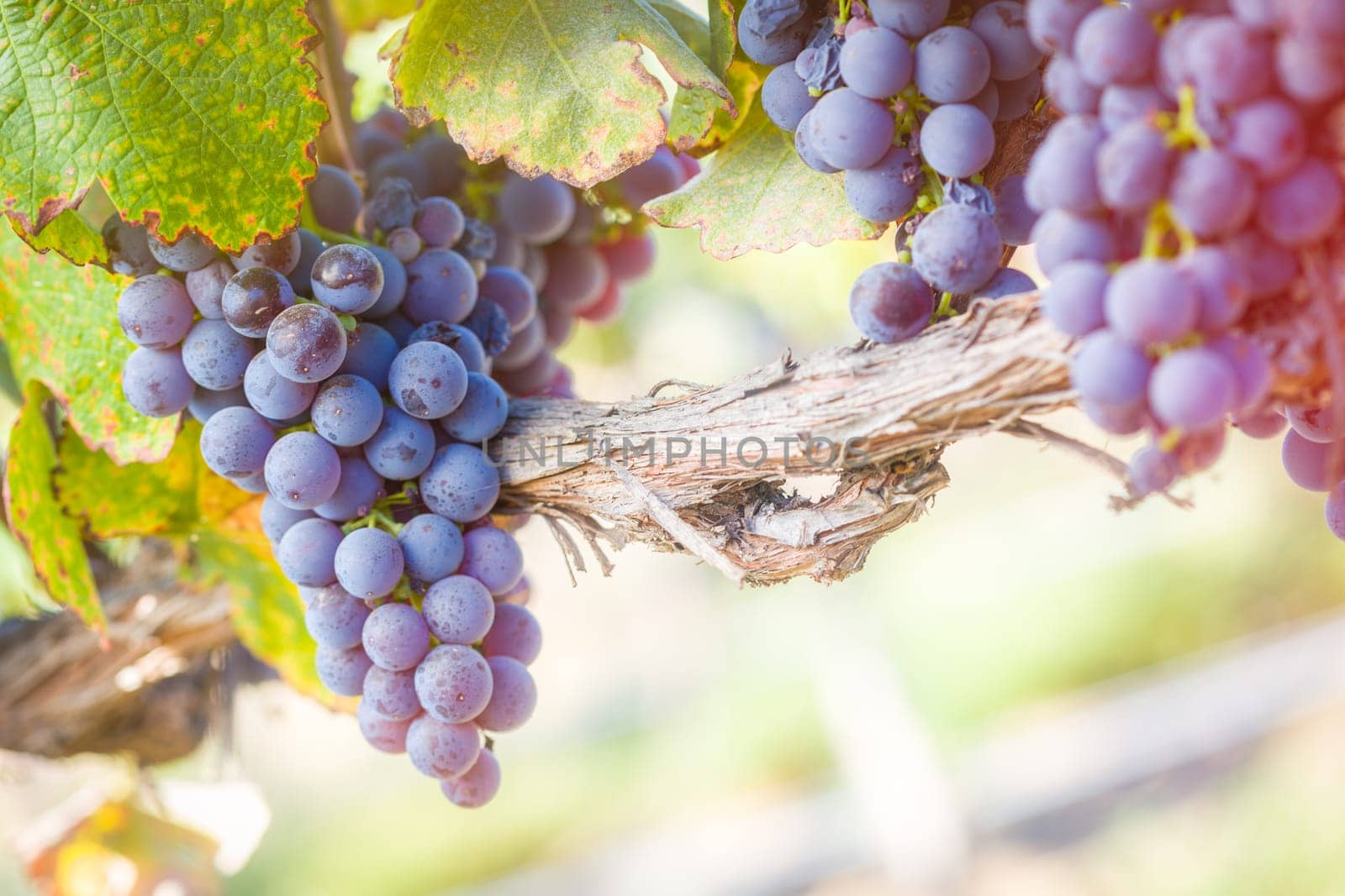 Lush Wine Grapes Clusters Hanging On The Vine